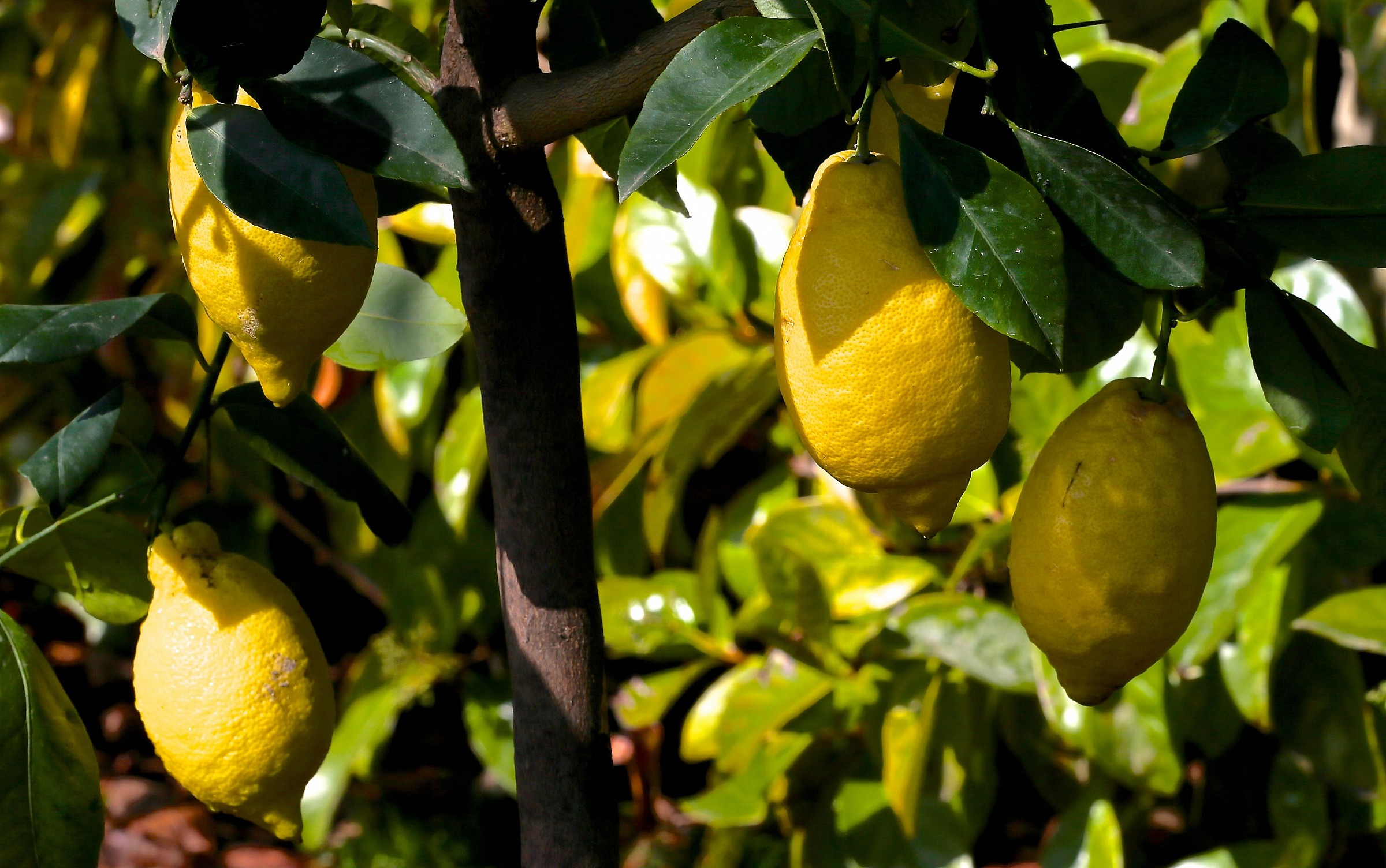 Primavera 2015 nel mio giardino