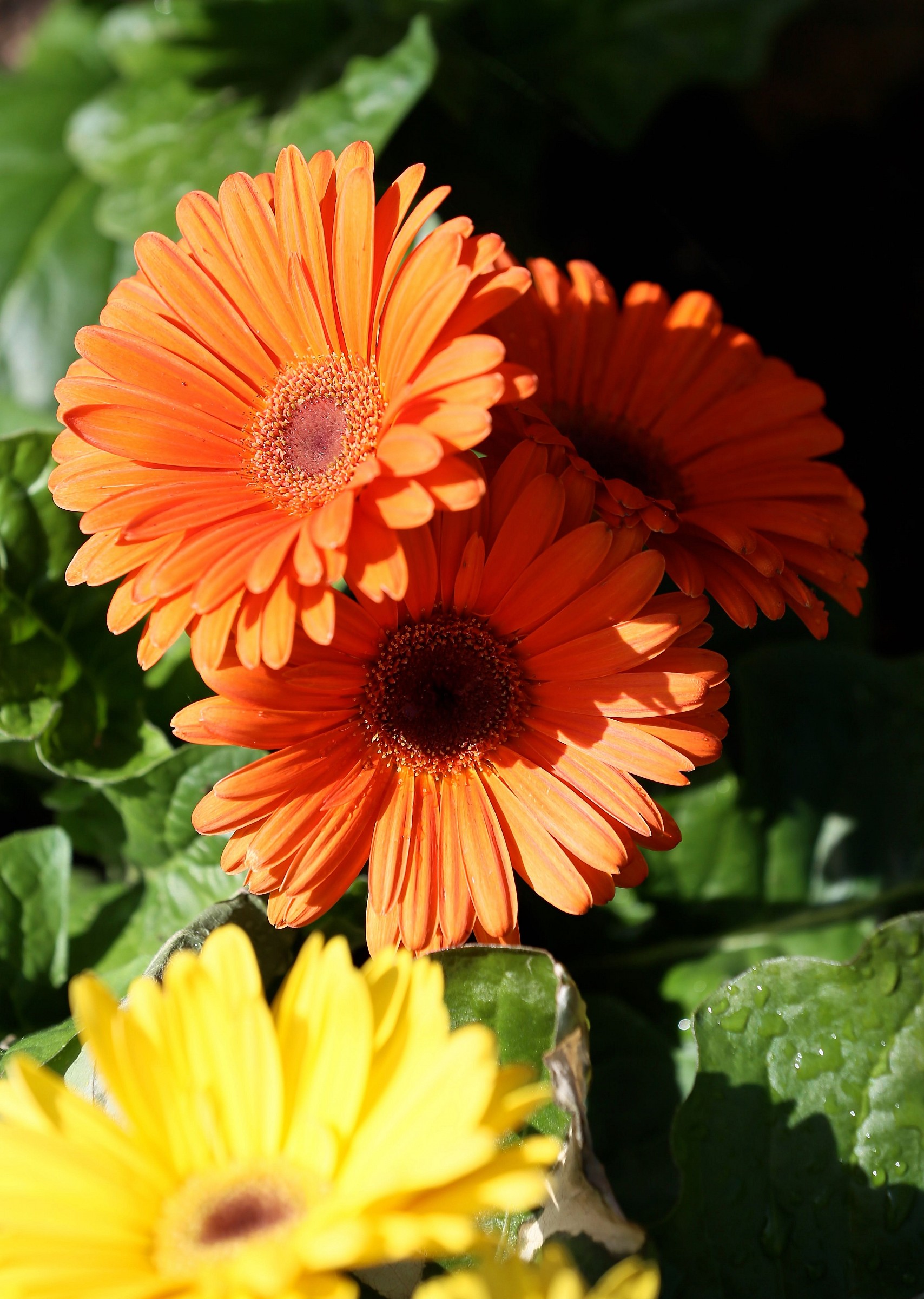 Primavera 2015 nel mio giardino