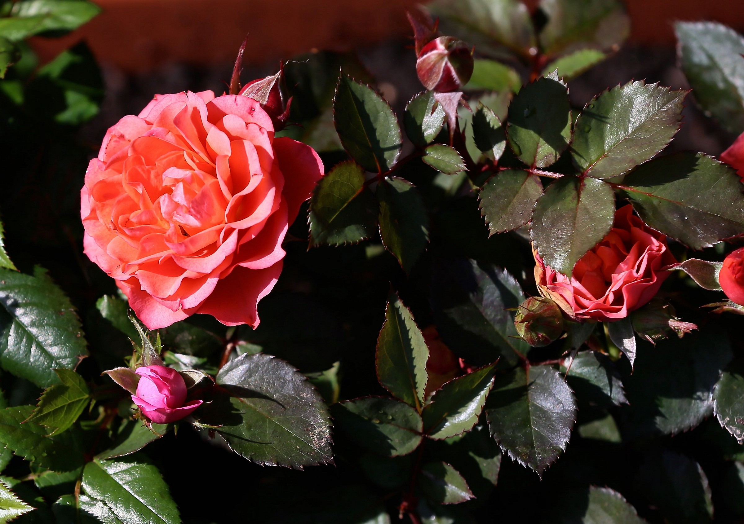 Primavera 2015 nel mio giardino