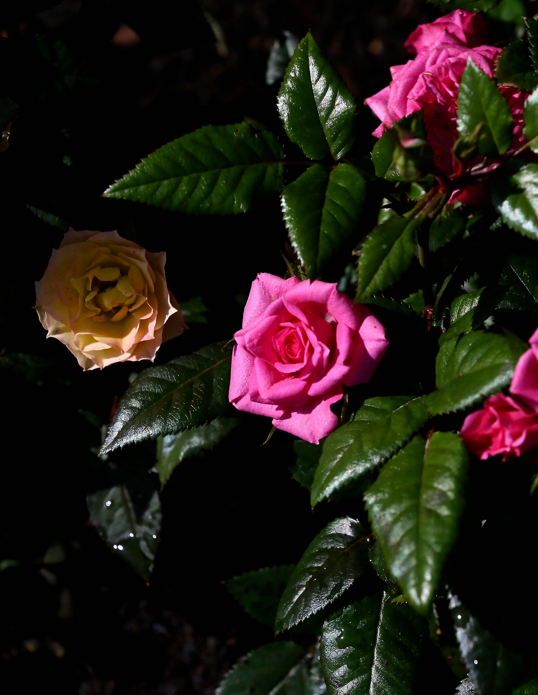 Primavera 2015 nel mio giardino