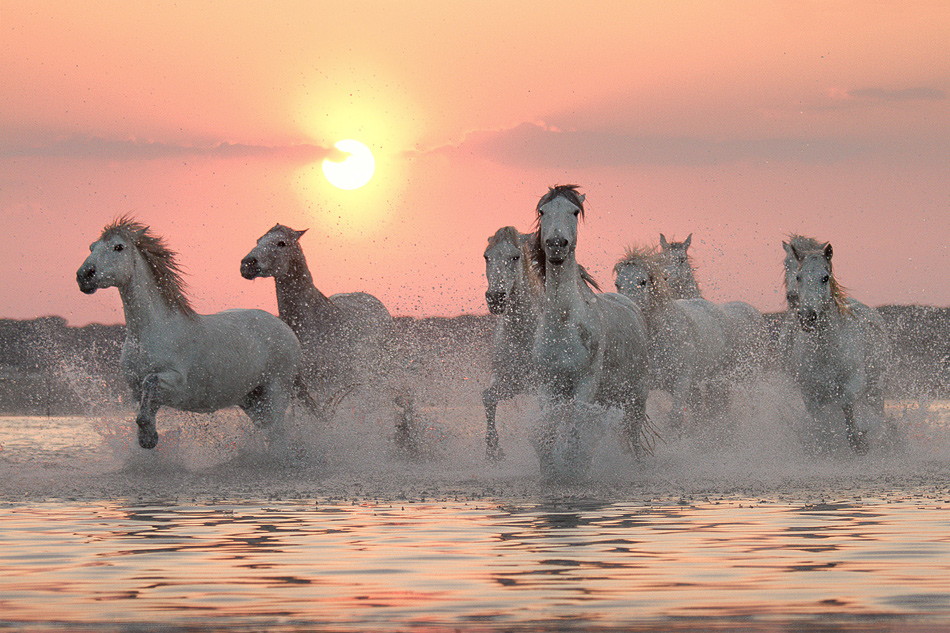 Camargue horses