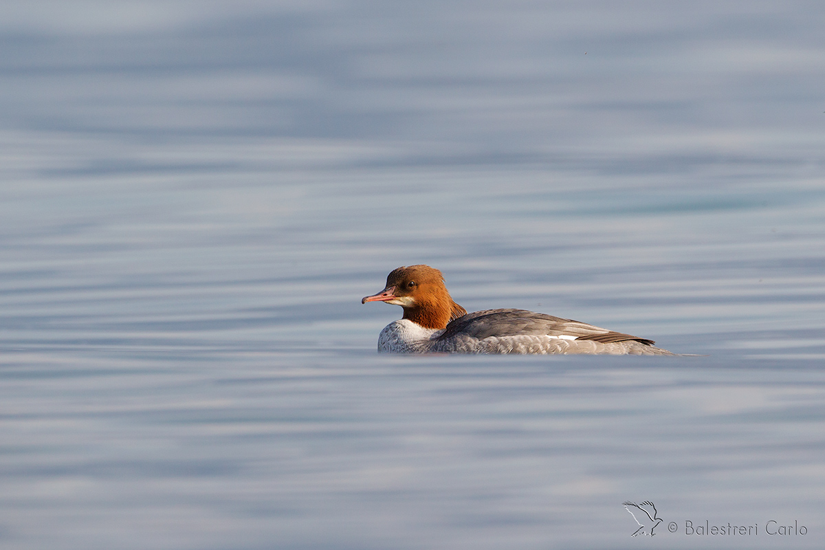 Goosander female