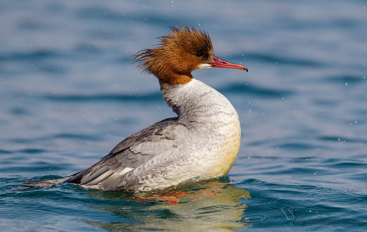 the sgrullata of merganser