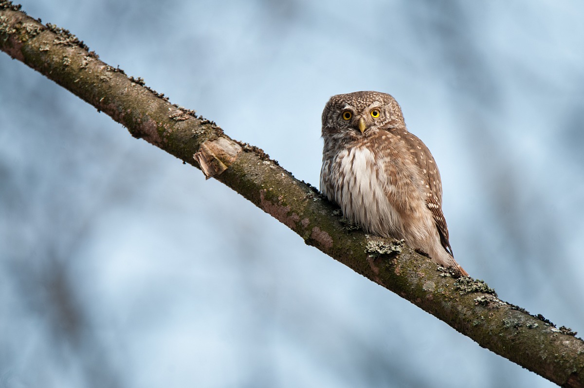 Civetta Nana (Eurasian pygmy owl)