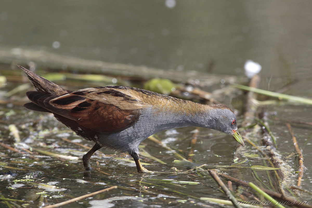 Little Crake (Porzana parva)