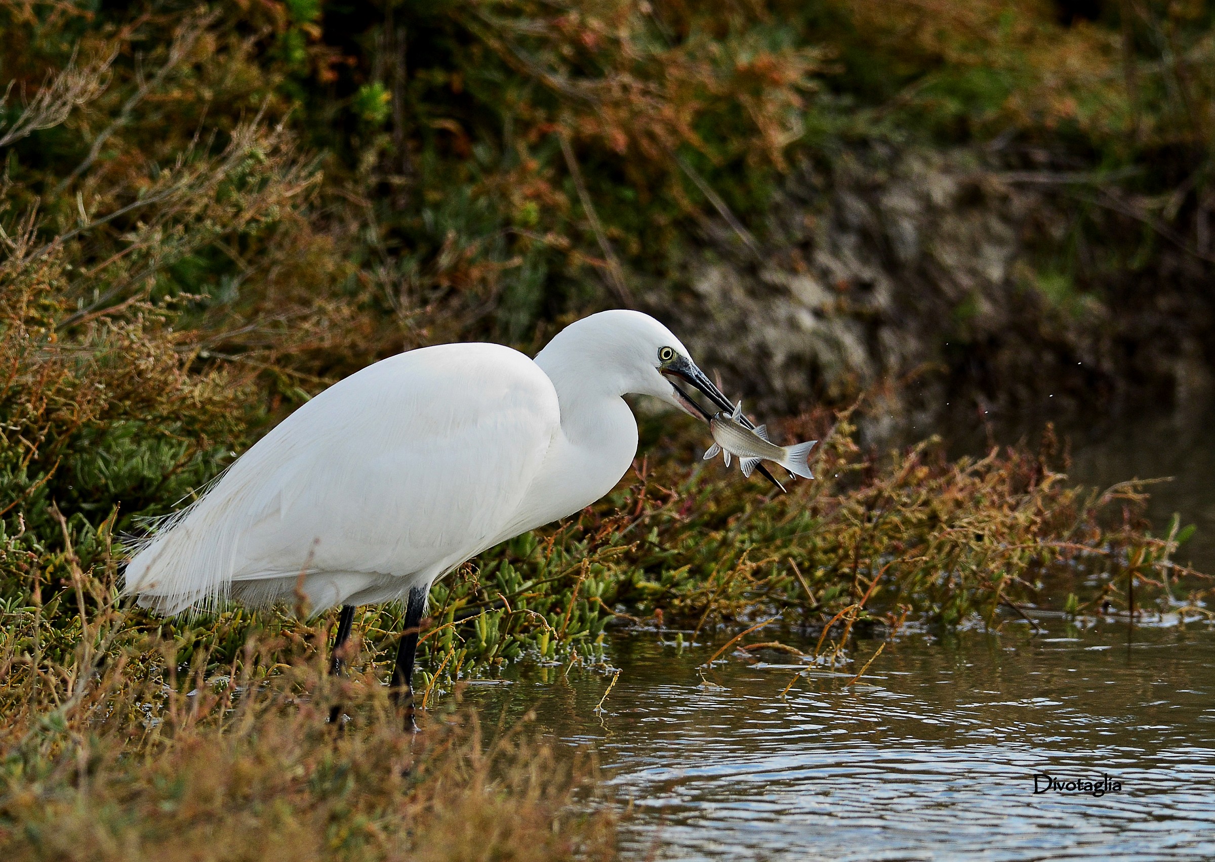 Little Egret (Egretta garzetta)