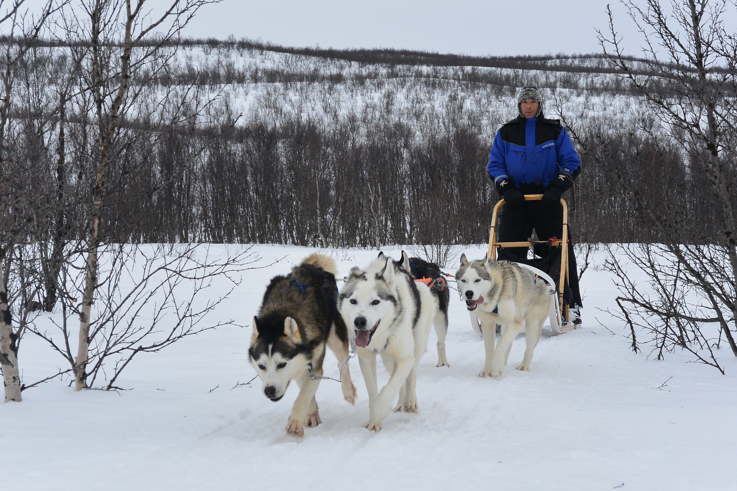 Sled dogs