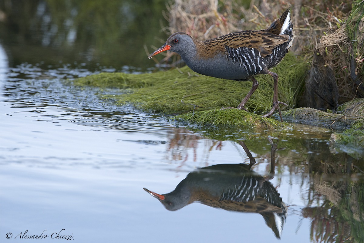 The reflection of the water rail