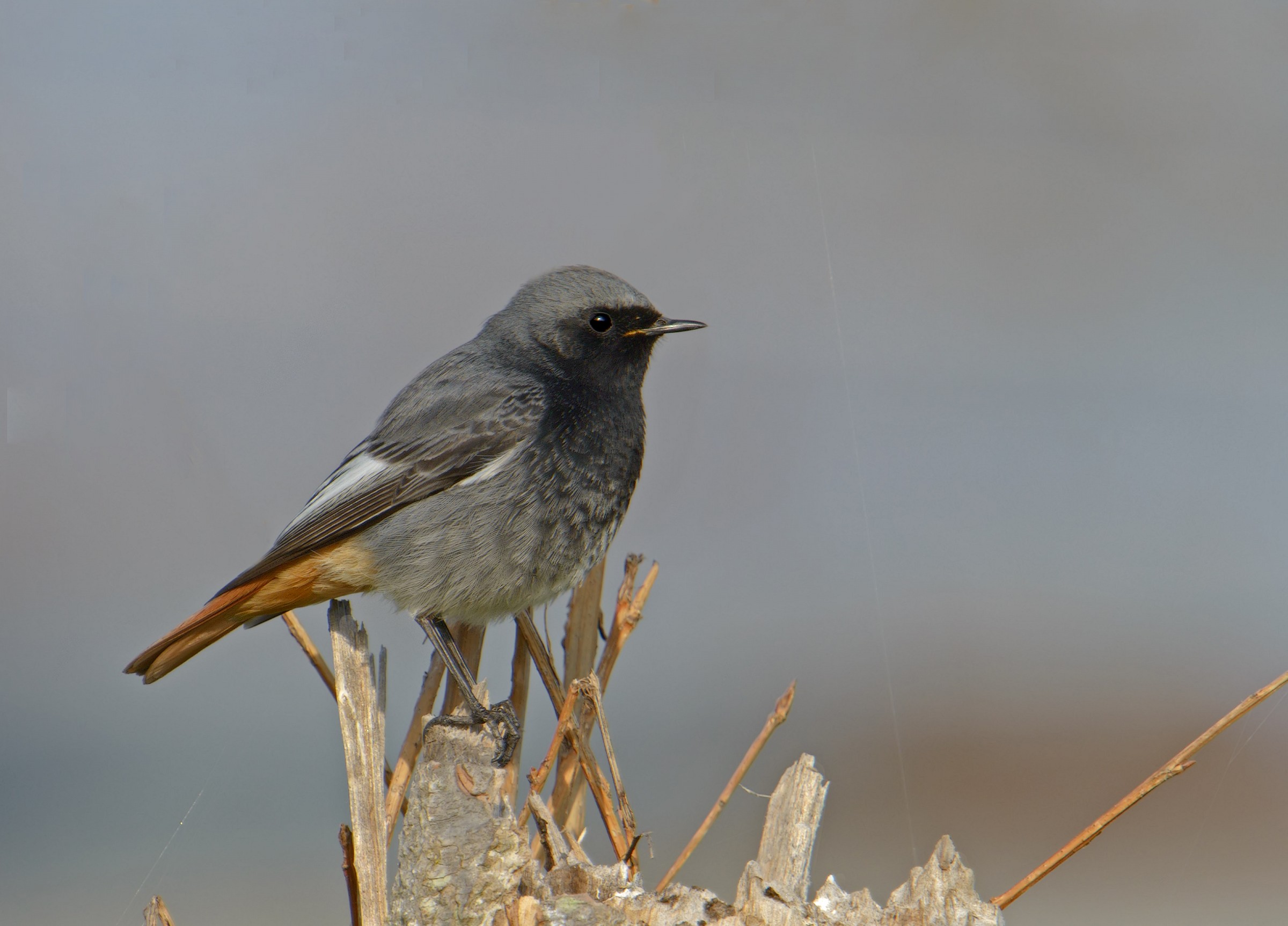 codirosso spazzacamino