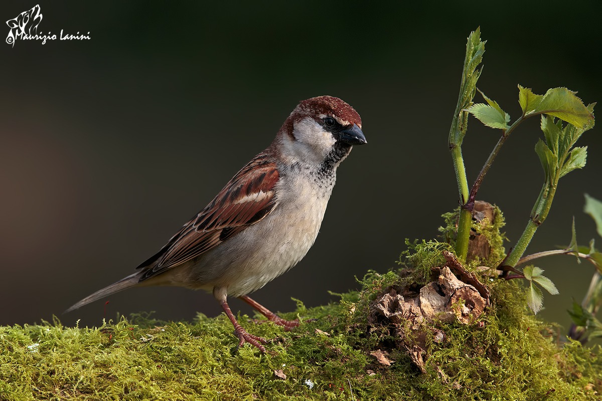 Sparrow