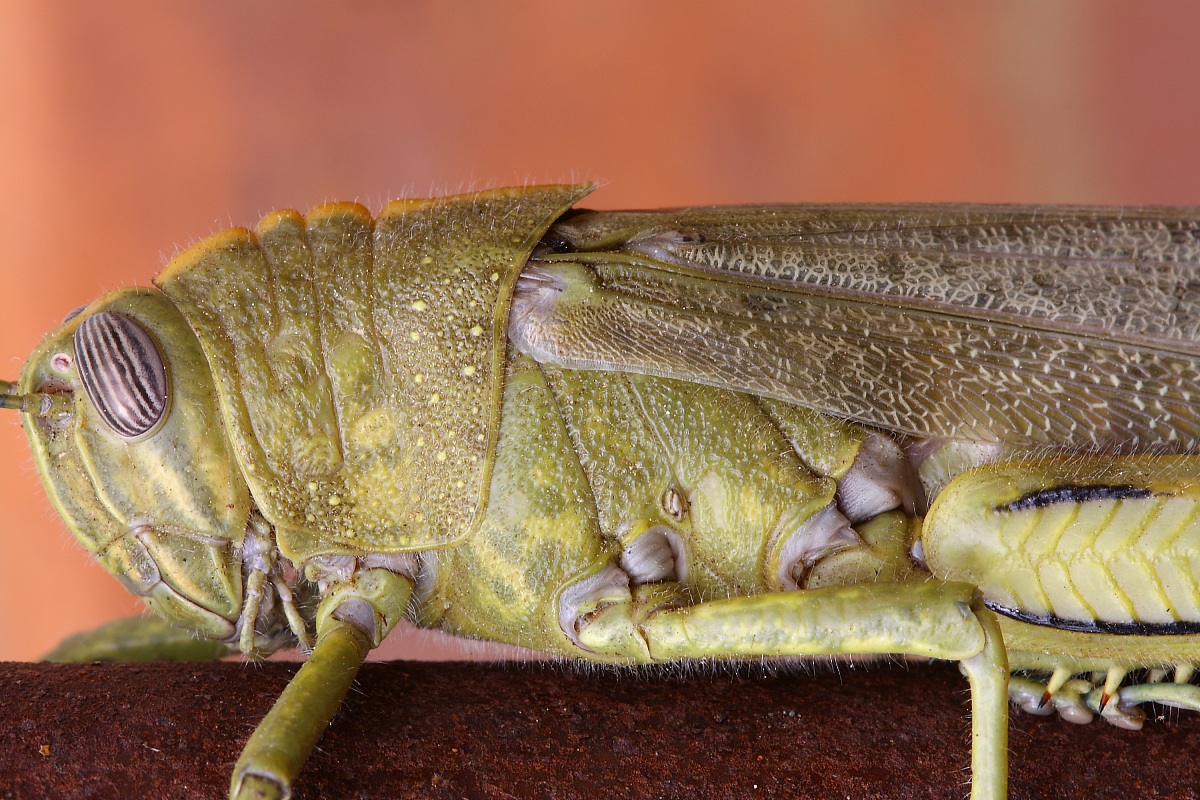 Anacridium aegyptium (Acrididae)