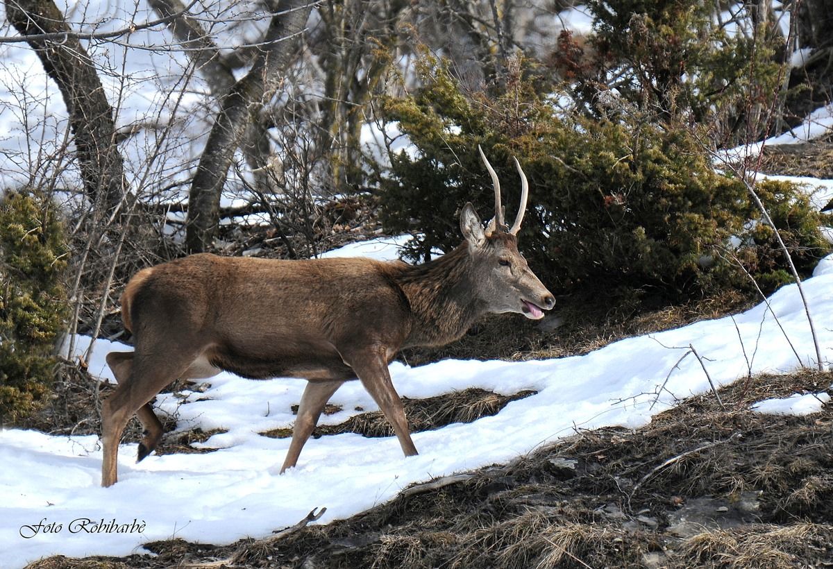 Un bel giovane Daghè.....