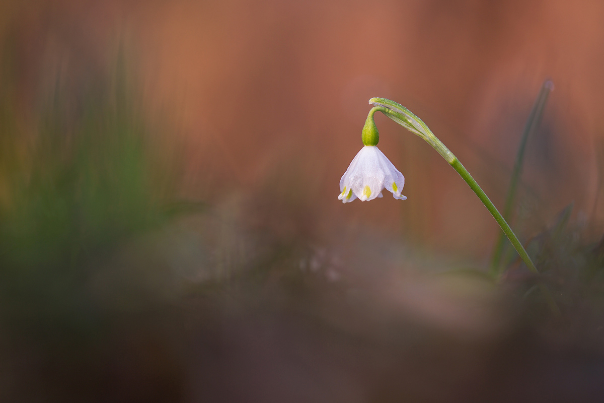 Leucojum vernum