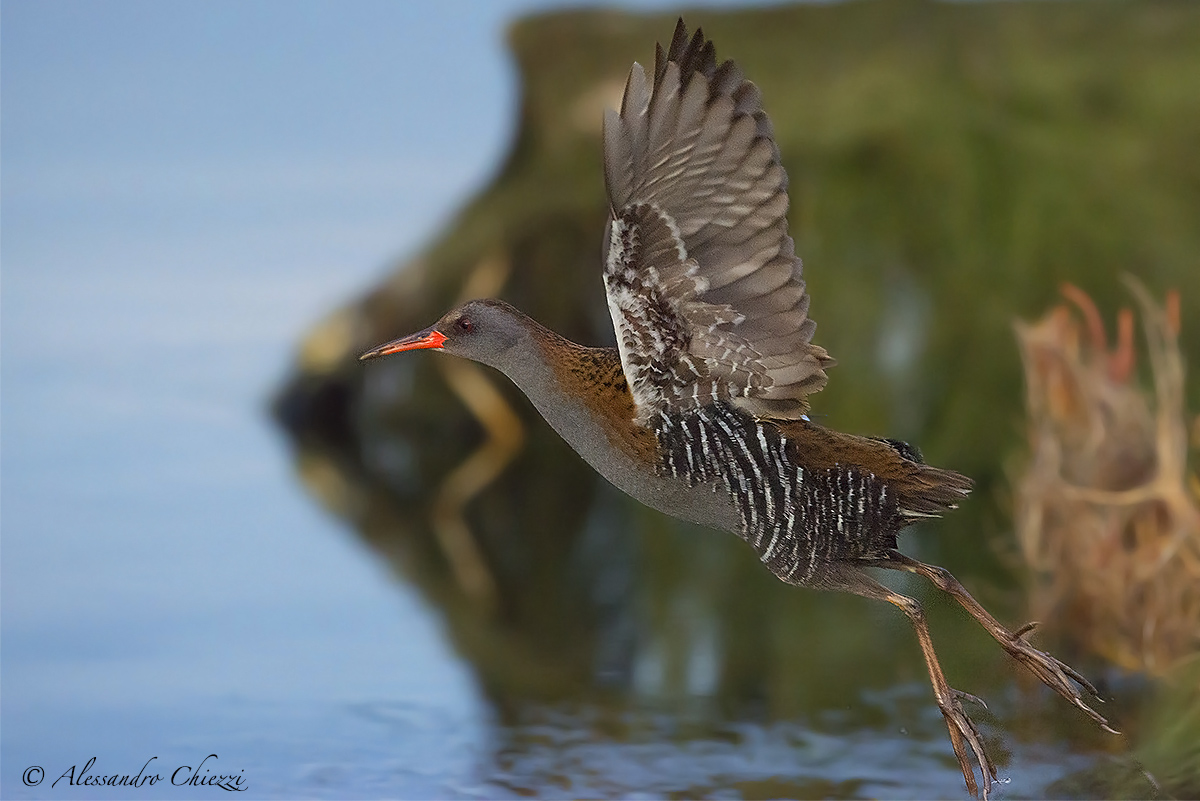 The take-off of the water rail