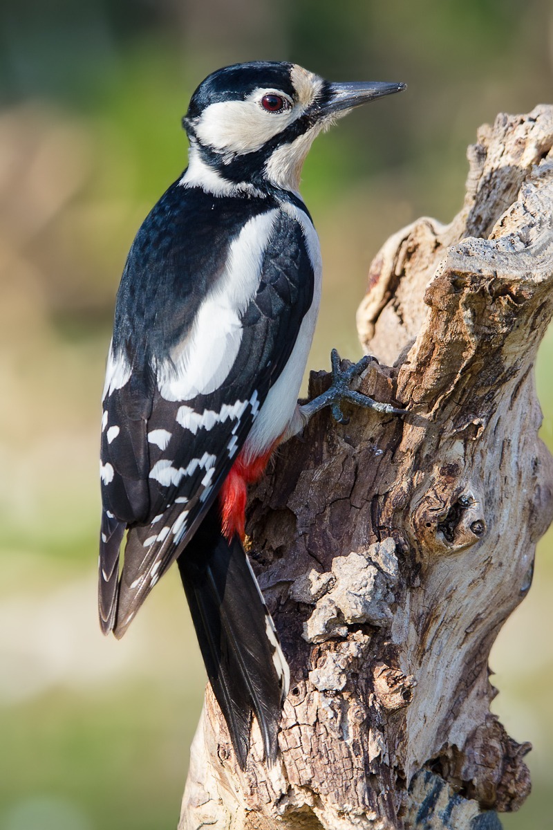 Picchio rosso femmina