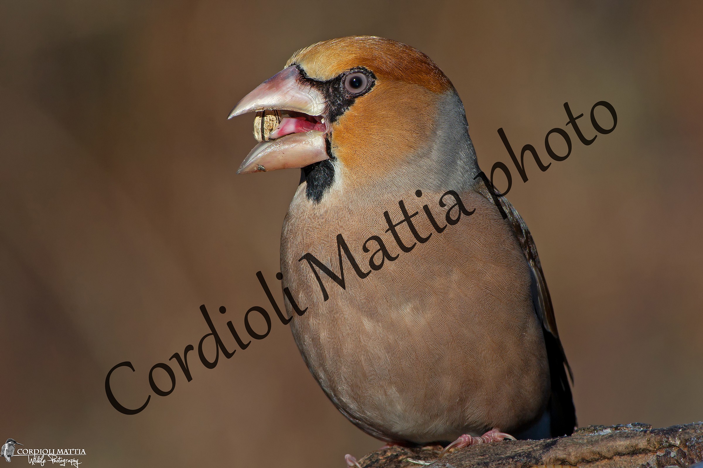 The Grosbeak and the seed