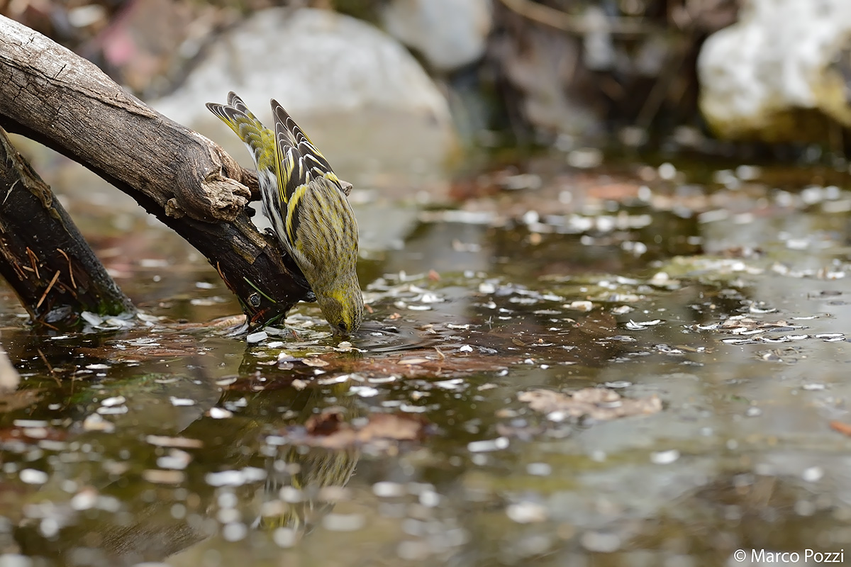 watering for everyone!