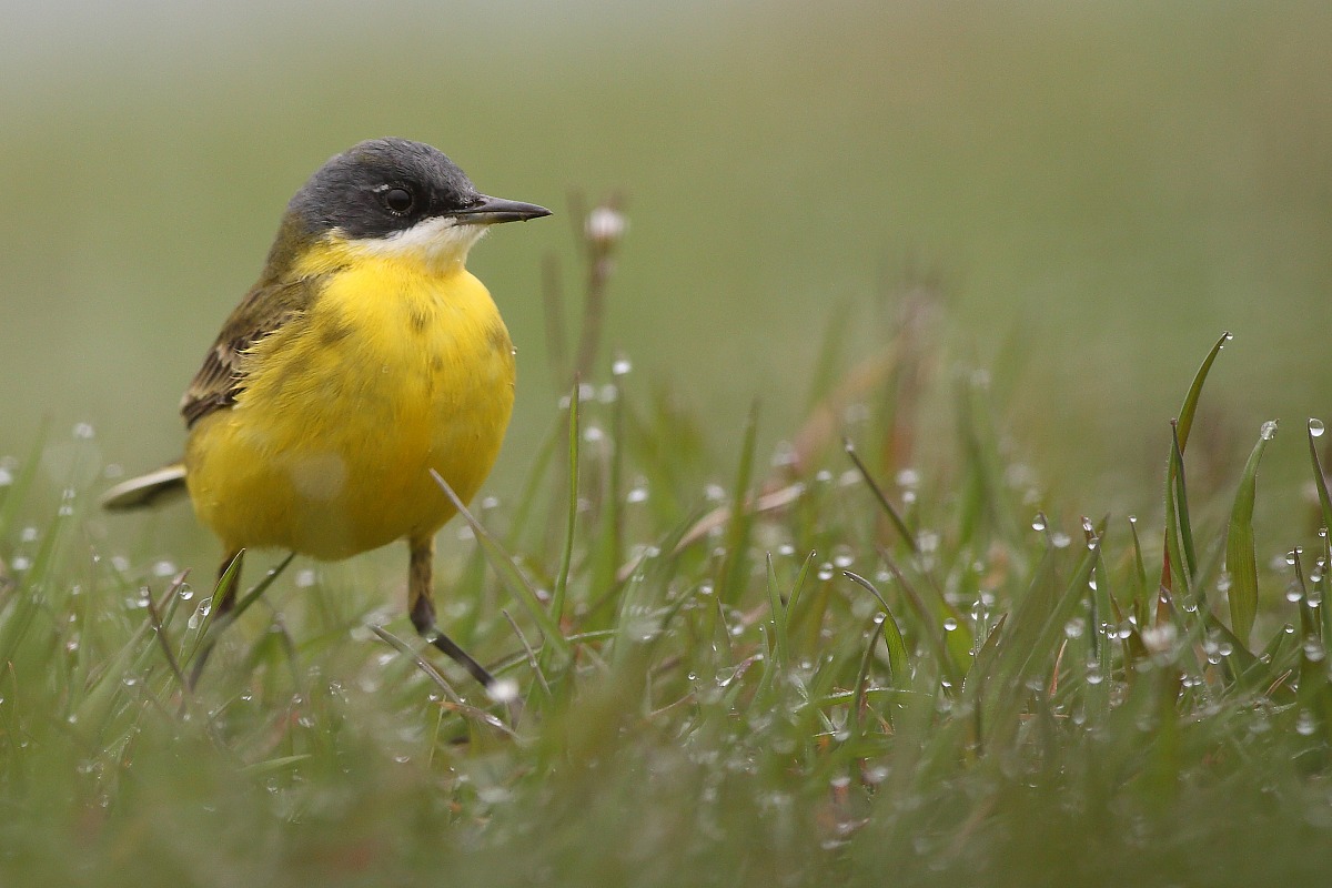 Yellow Wagtail in the dew