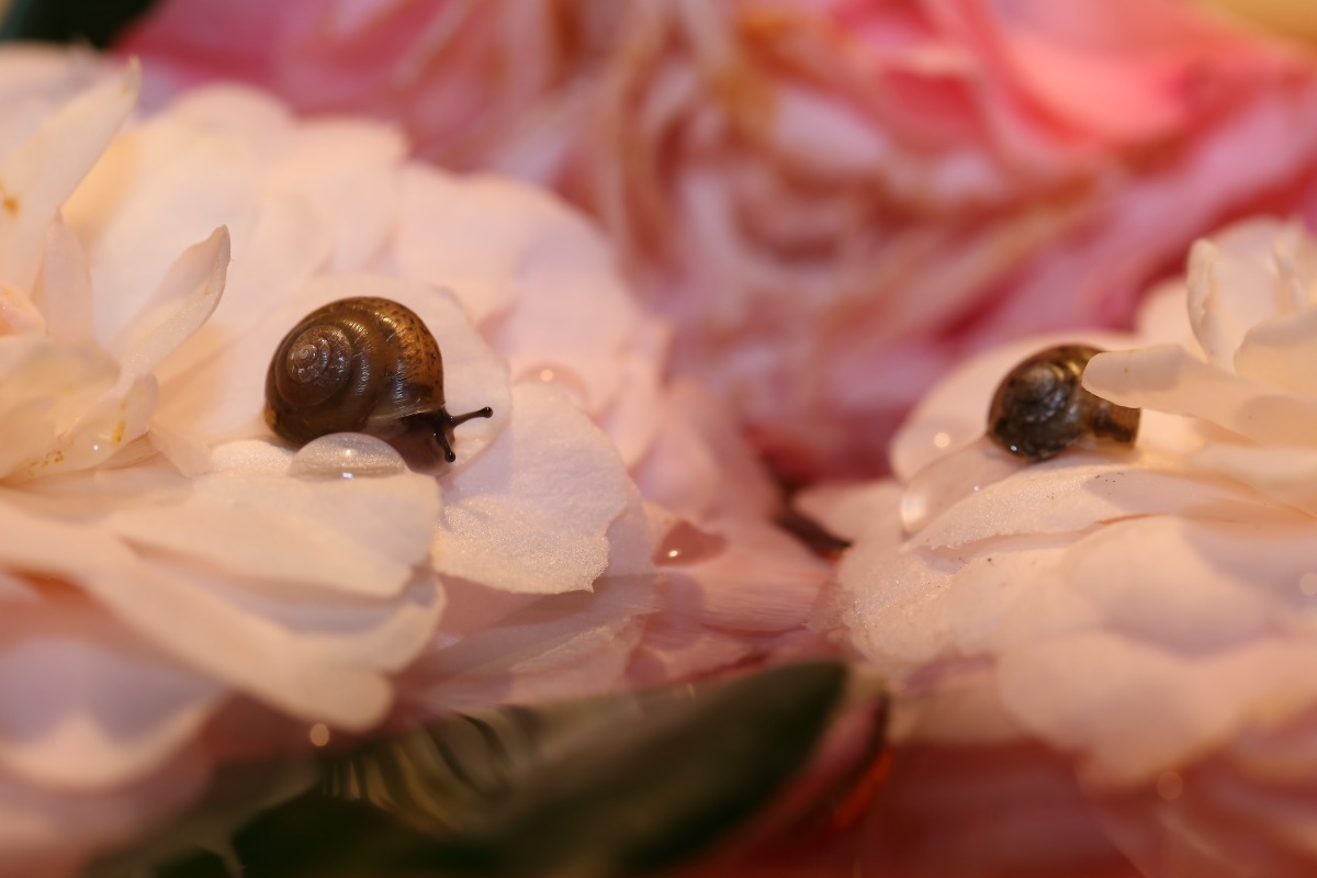 snails