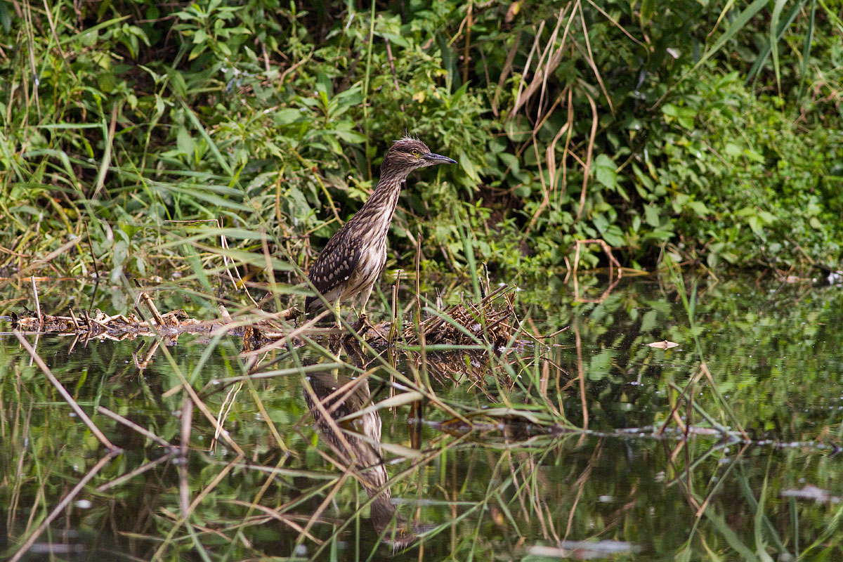 Night Heron young