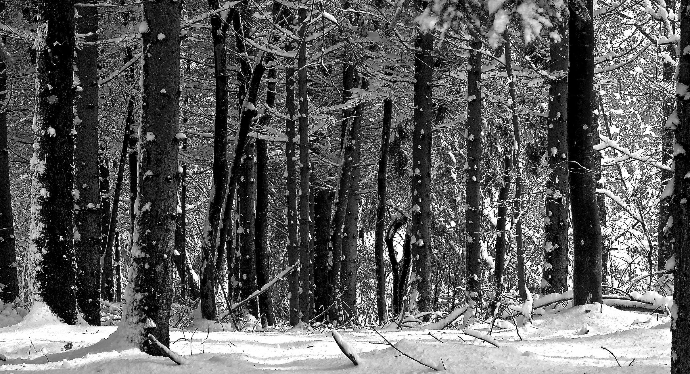 Forest under the snow