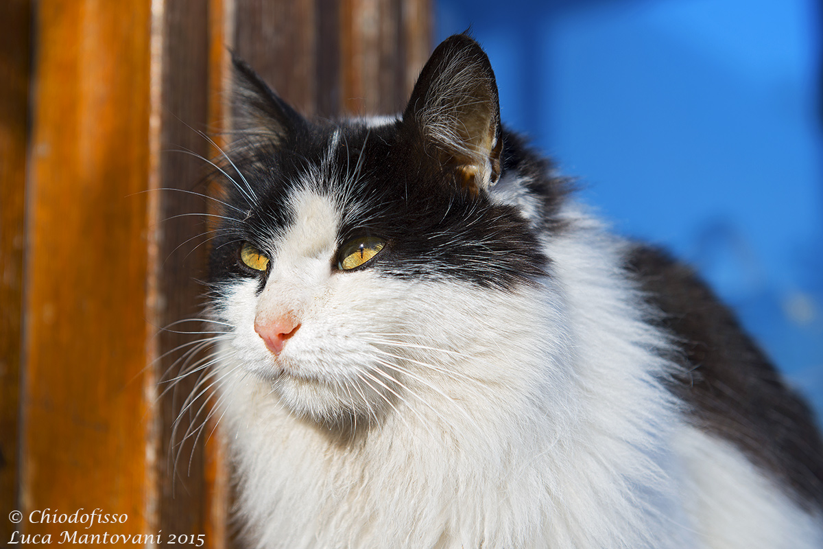 The cat shelter Antonietta