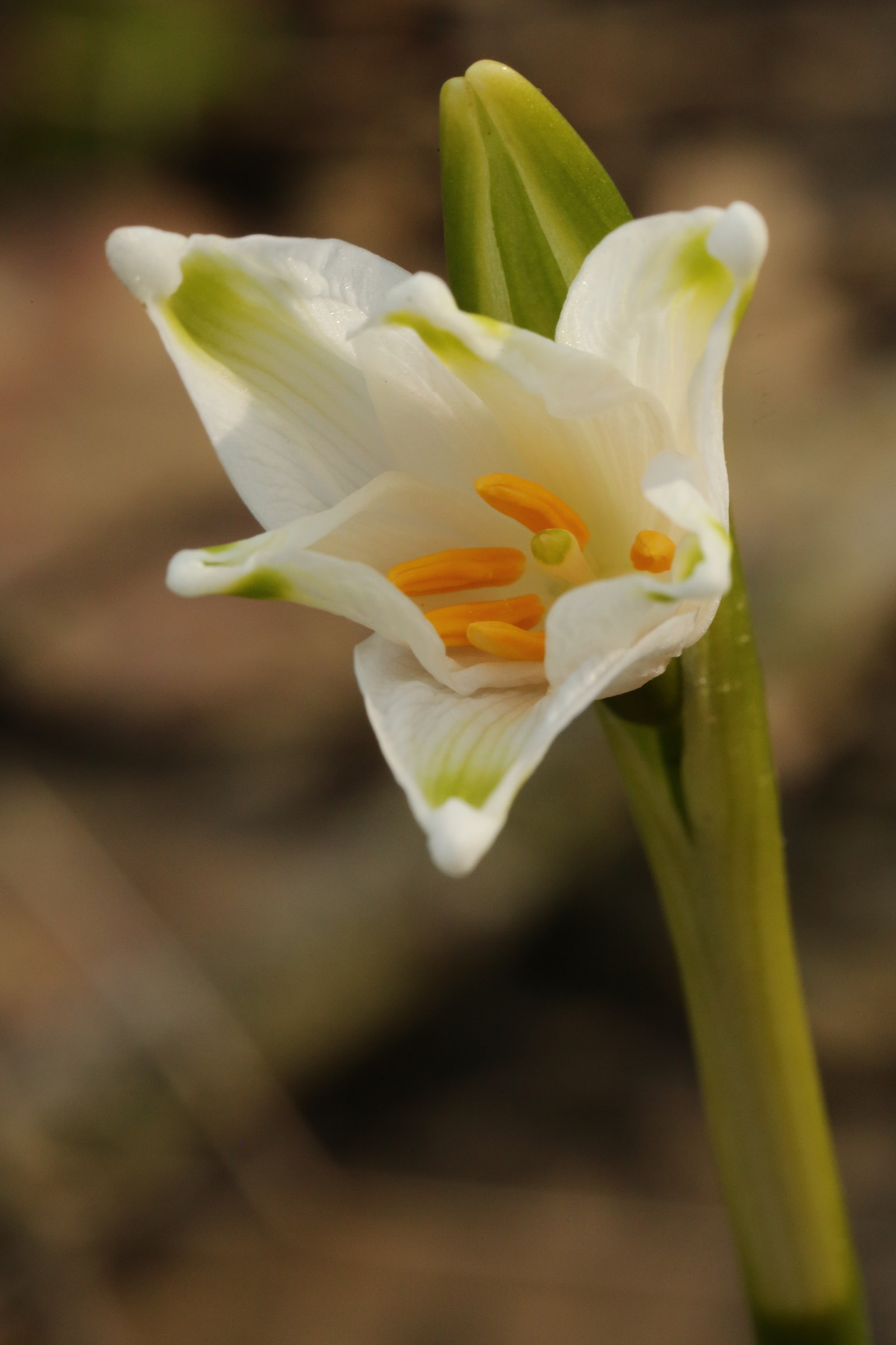 Opening to the world