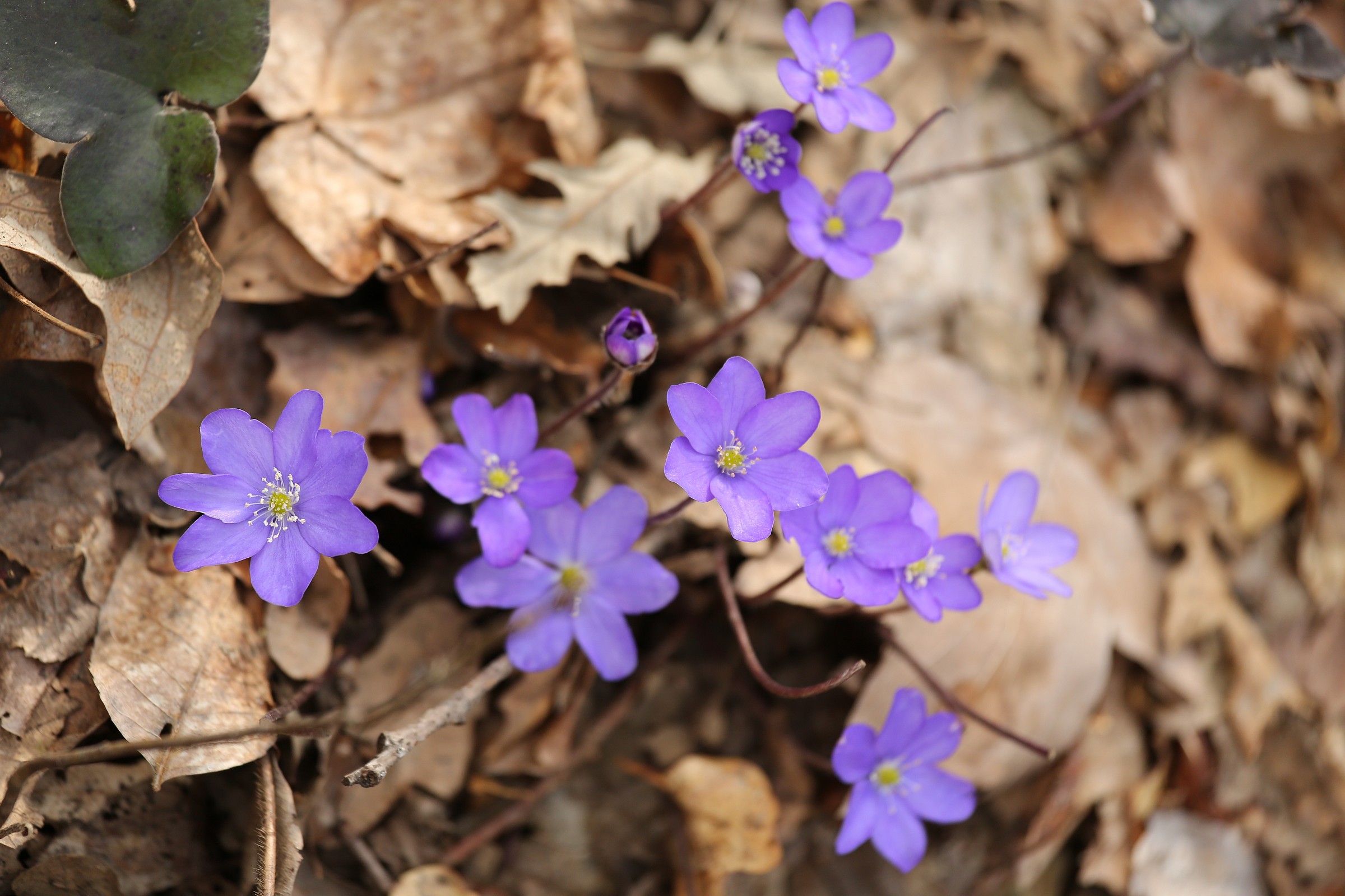 Viola and her friends