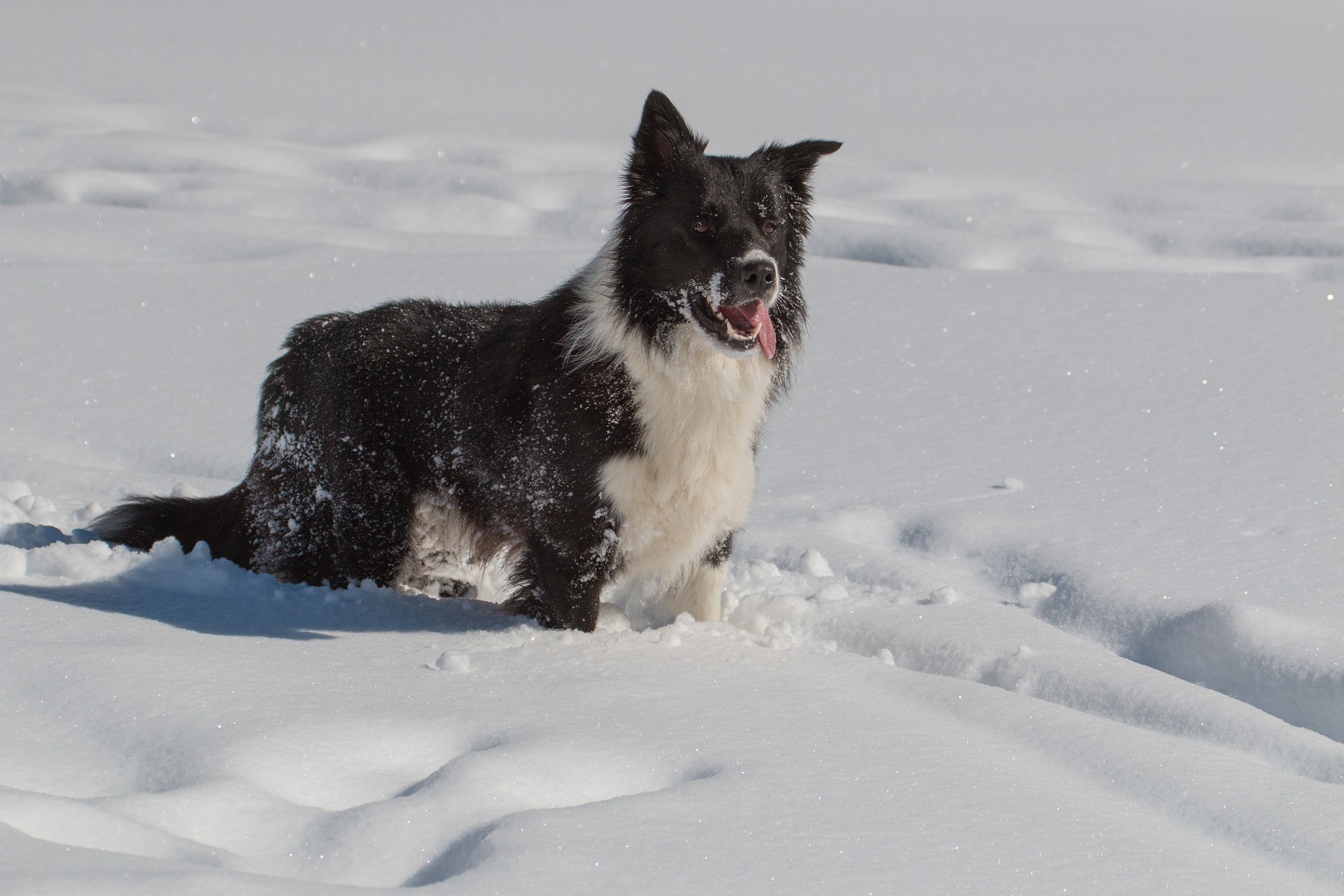 How I love the snow ...