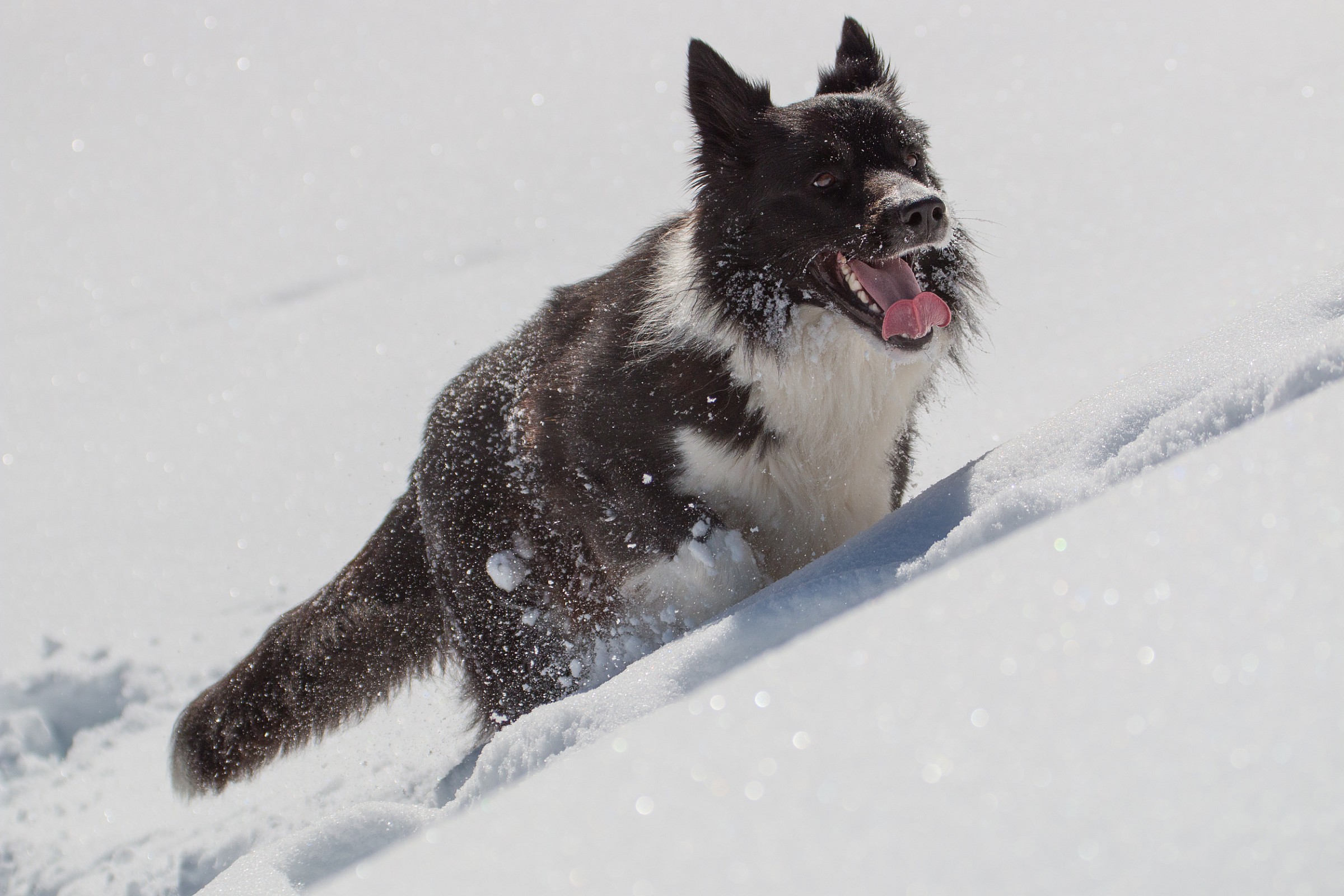 How I love the snow ...