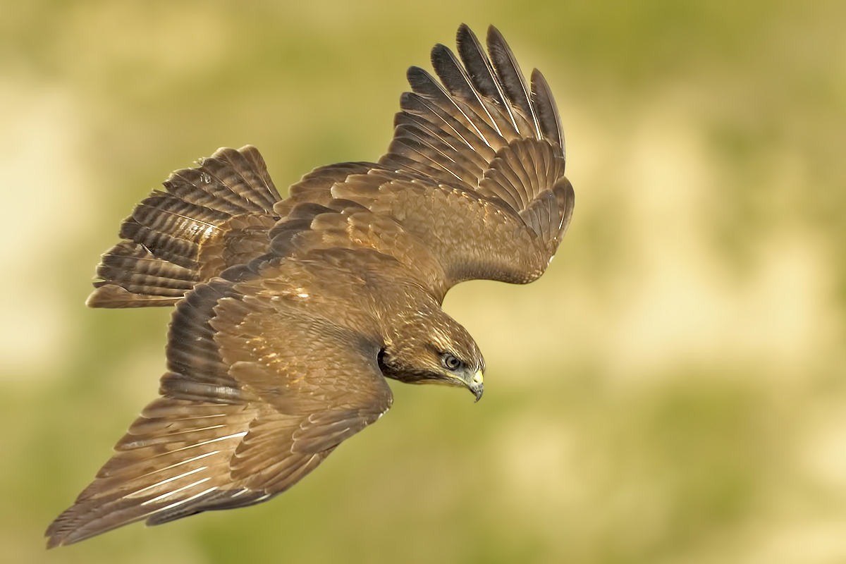 Poiana (Buteo buteo)