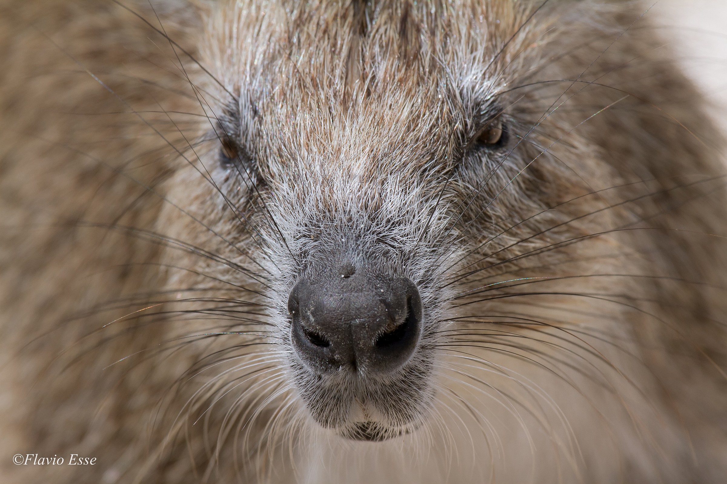 Jutia su isola deserta