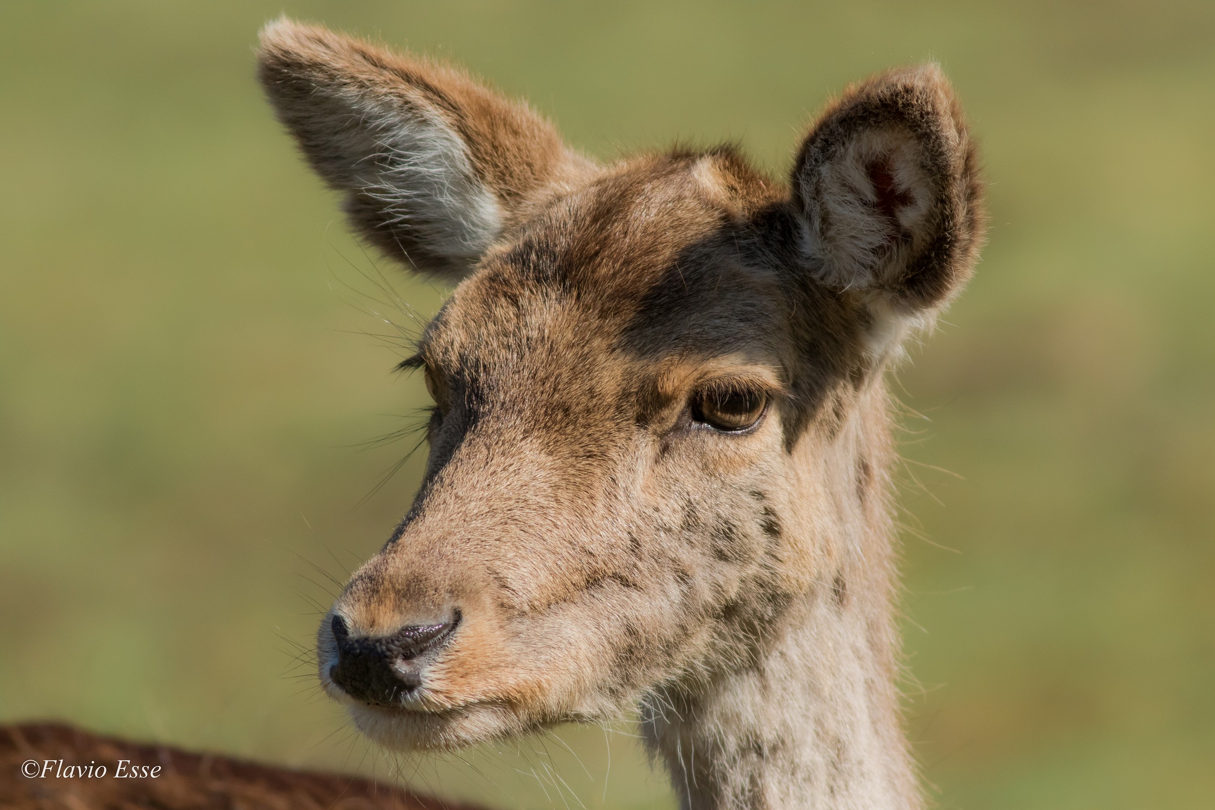 Giovane femmina di Daino assorta nei suoi pensieri....