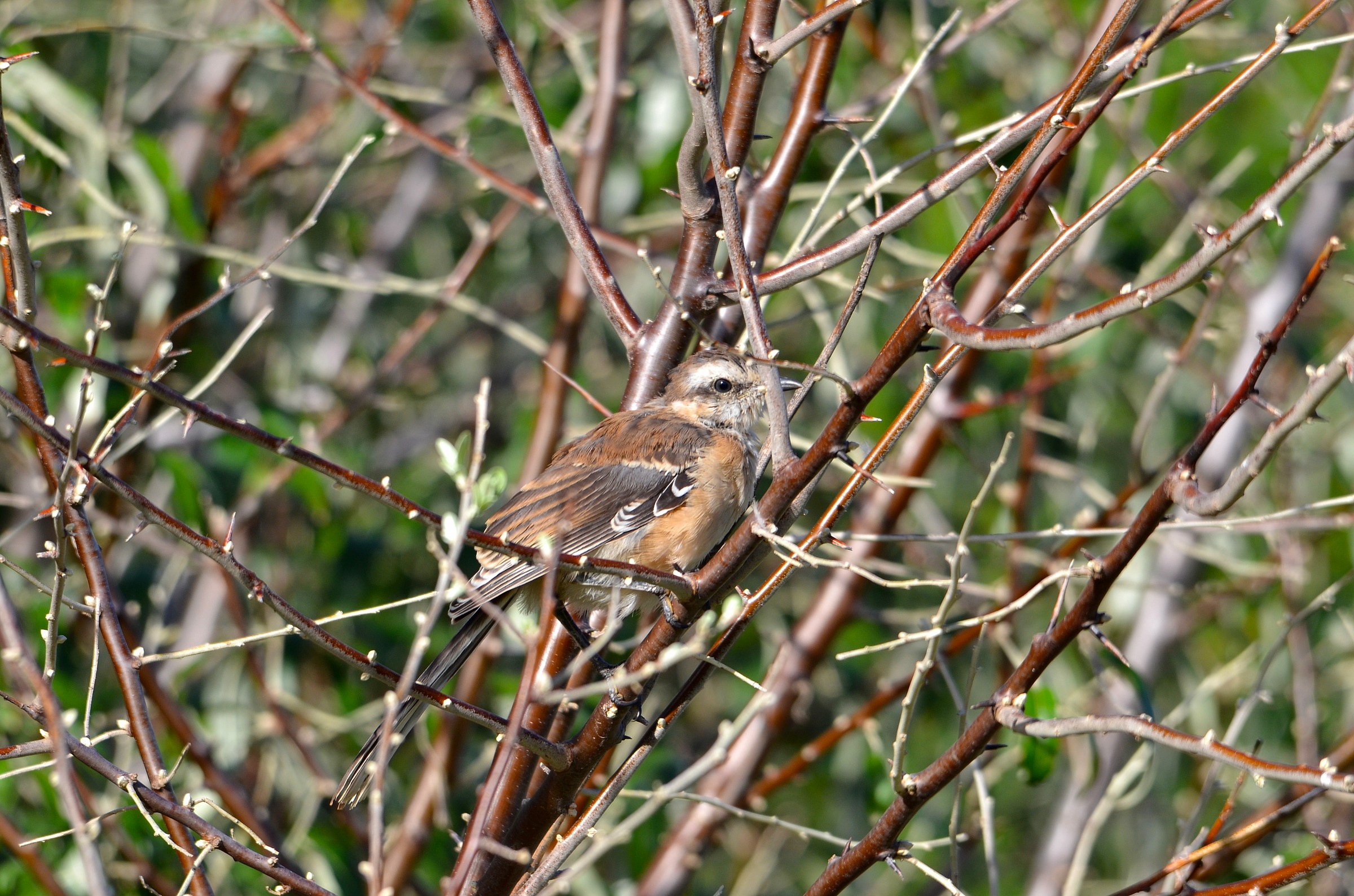 Calandria real tra i rami