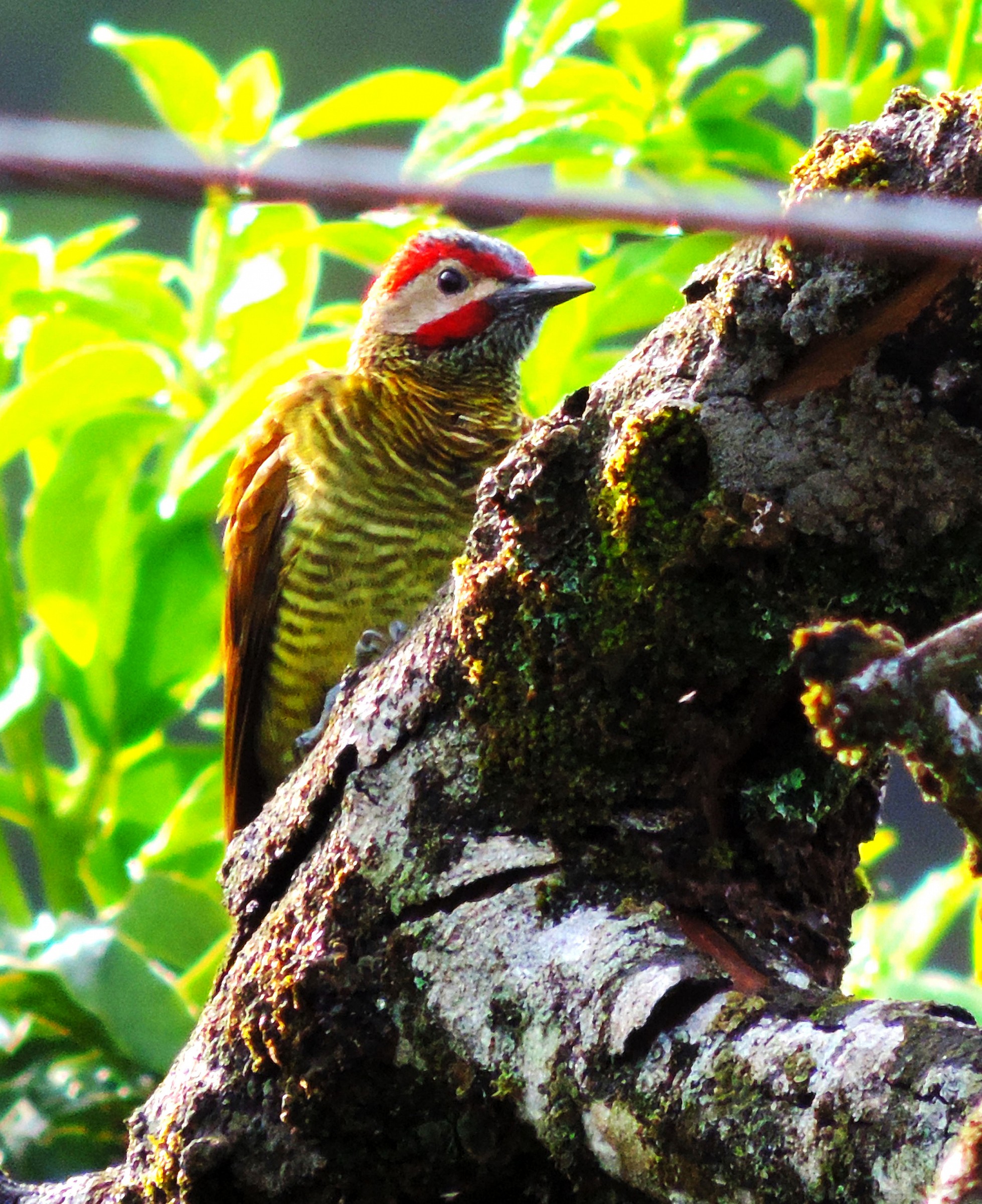 Golden olivewoodpecker