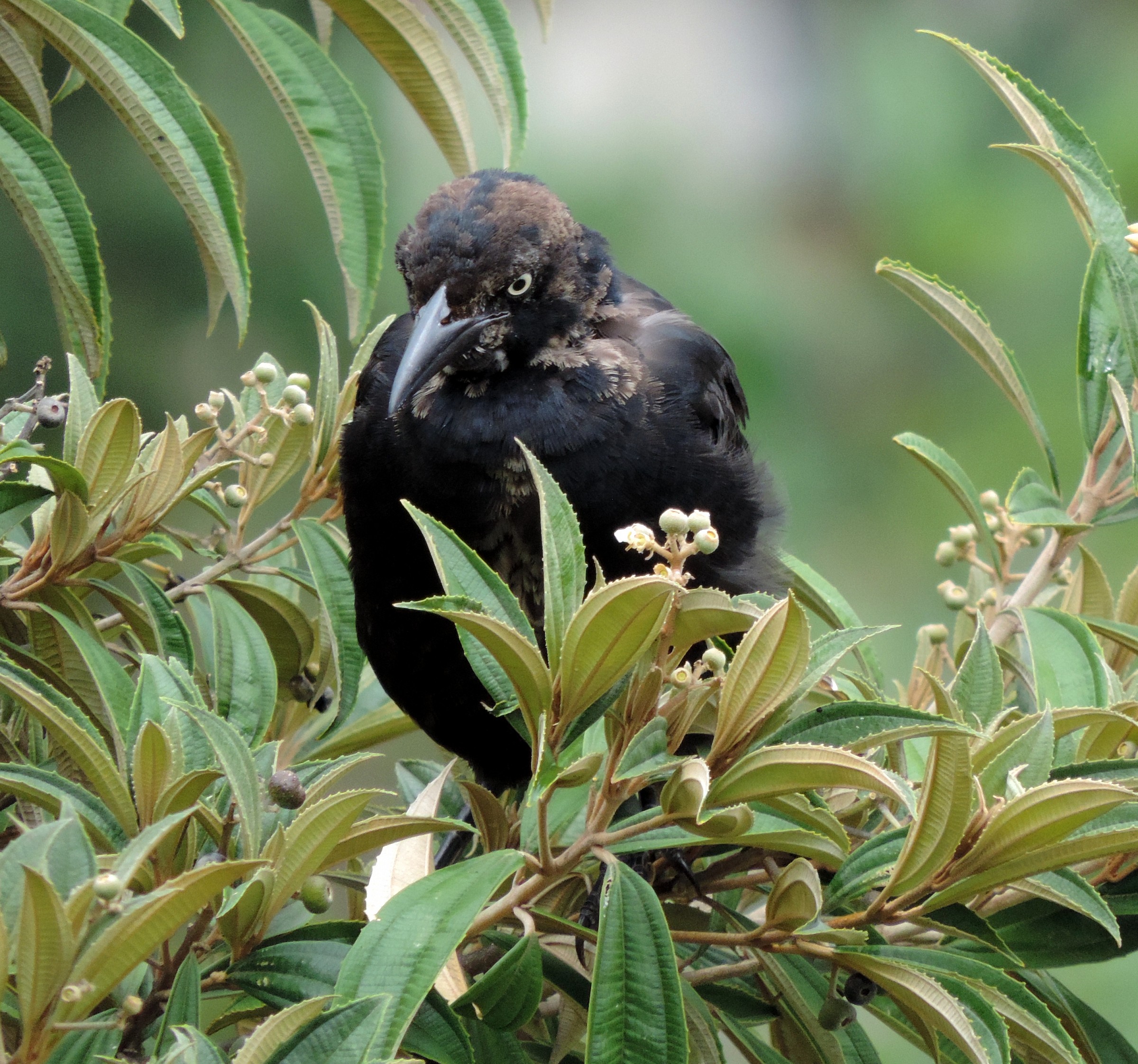 Great tiled grackle