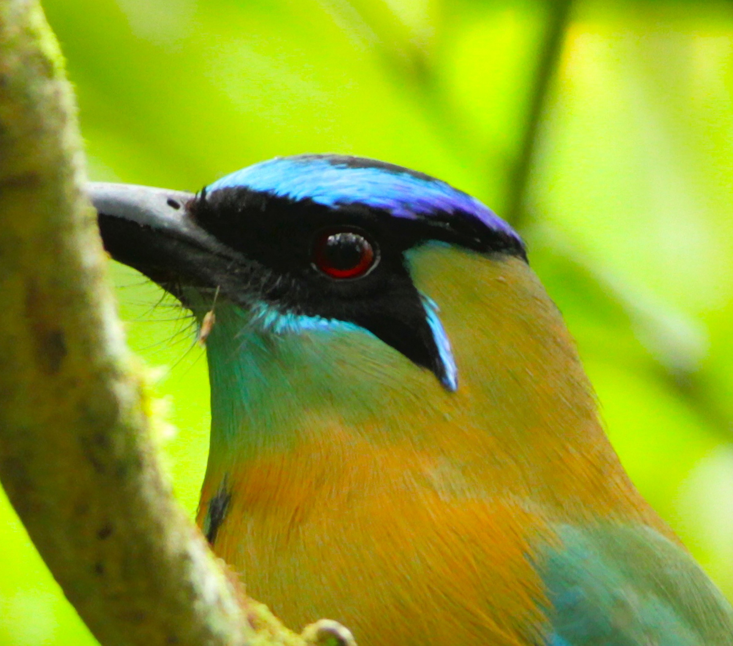 Blue crowned mot mot