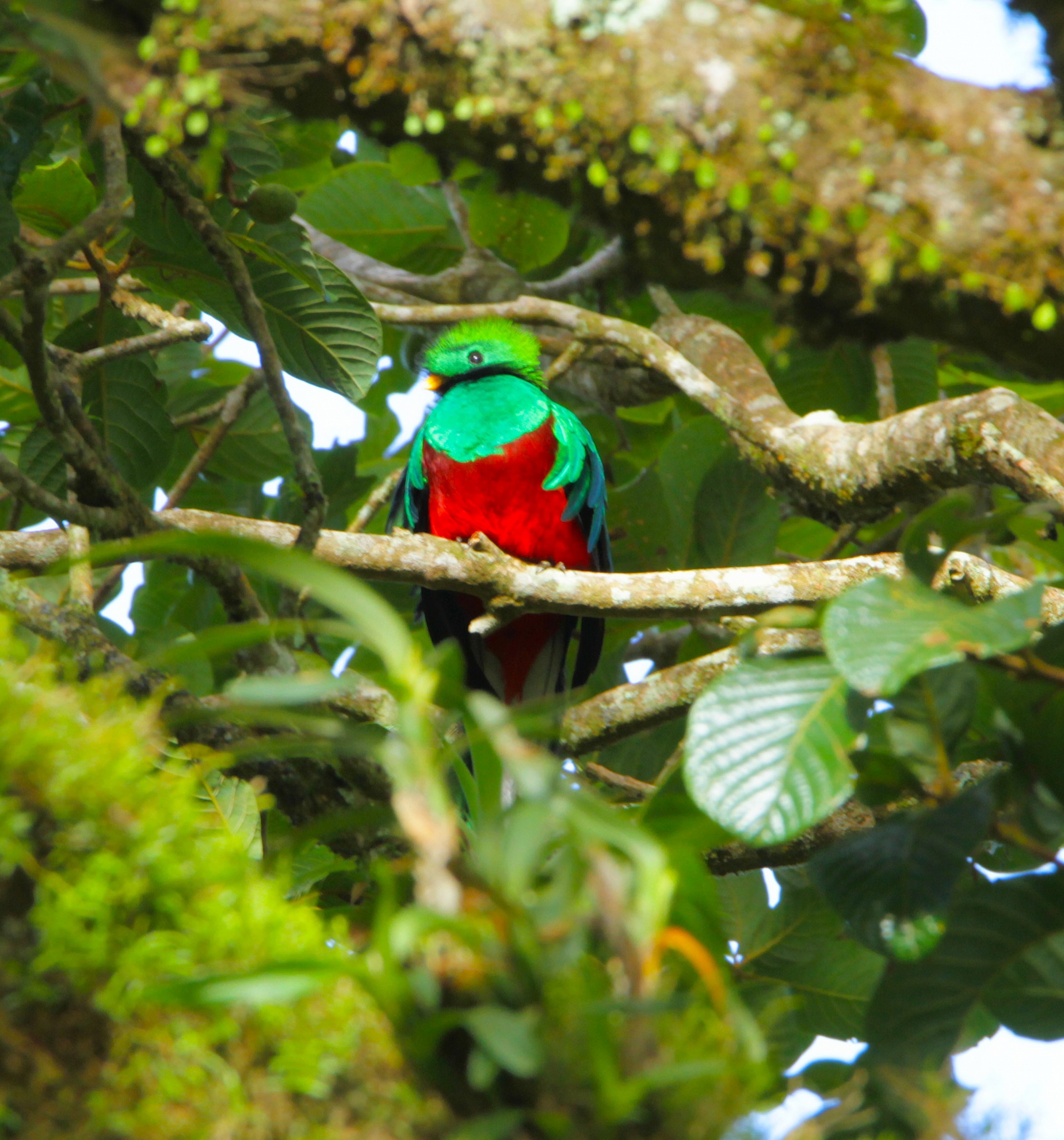 Resplendent quetzal bad