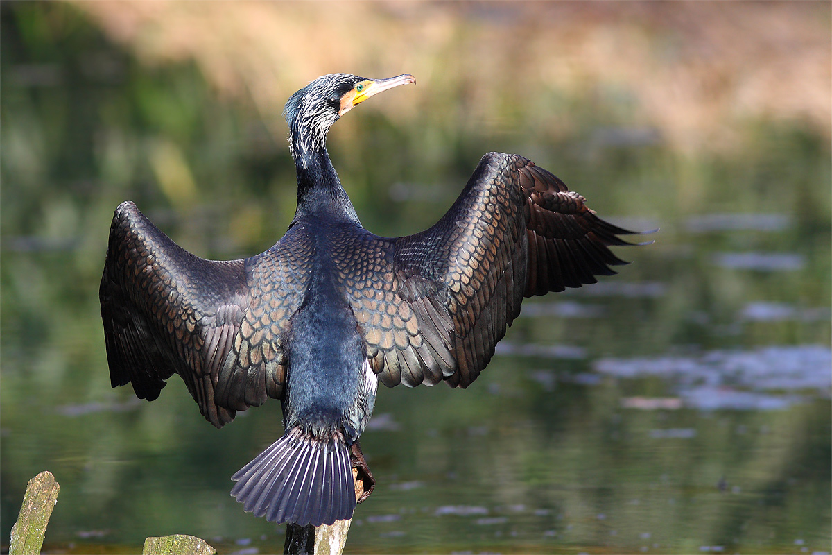Cormorano