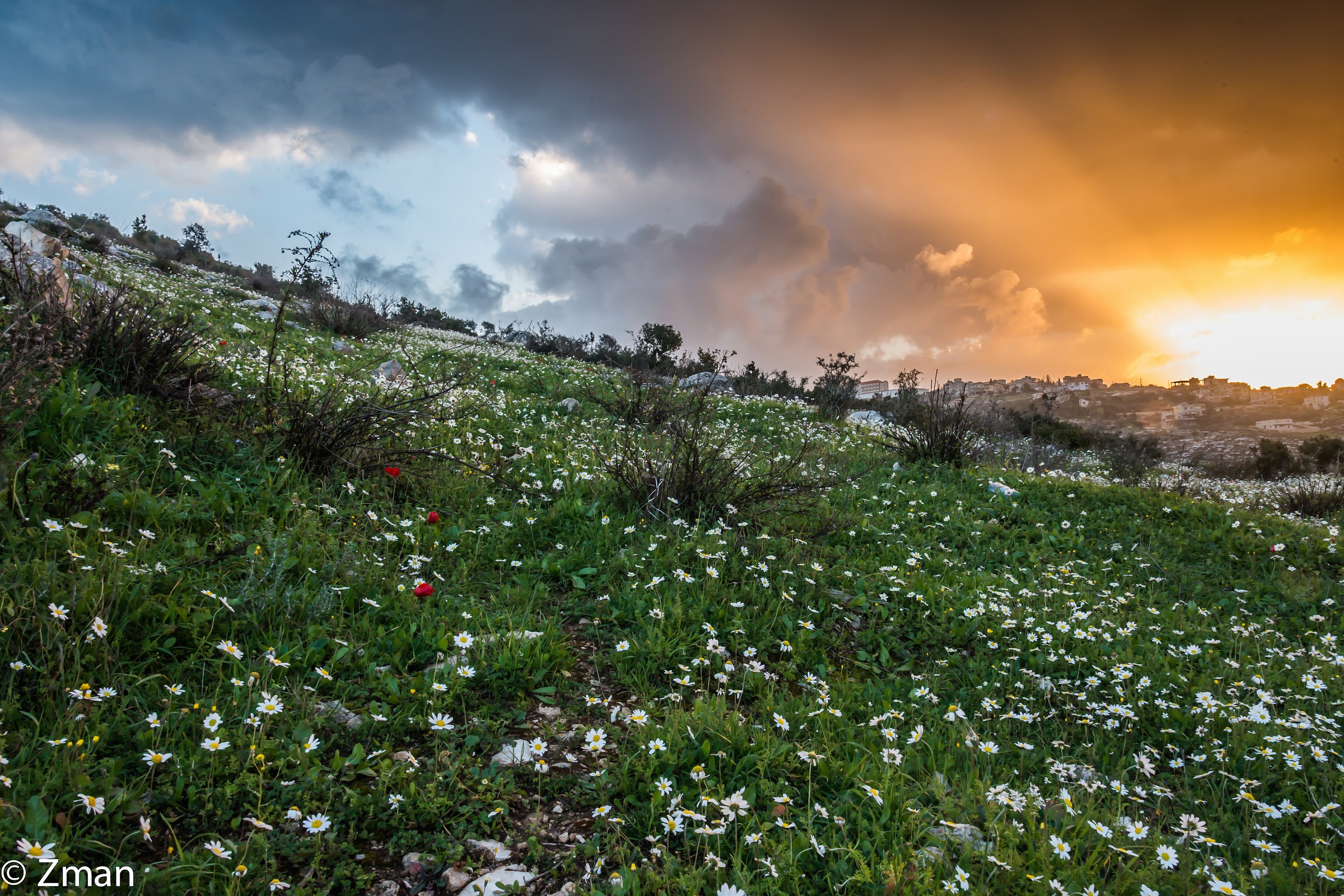 The Coming of Spring