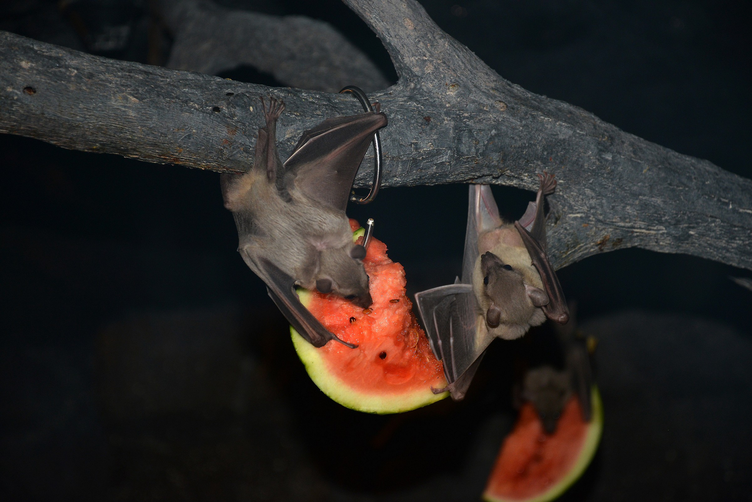 Bats gourmets !!!