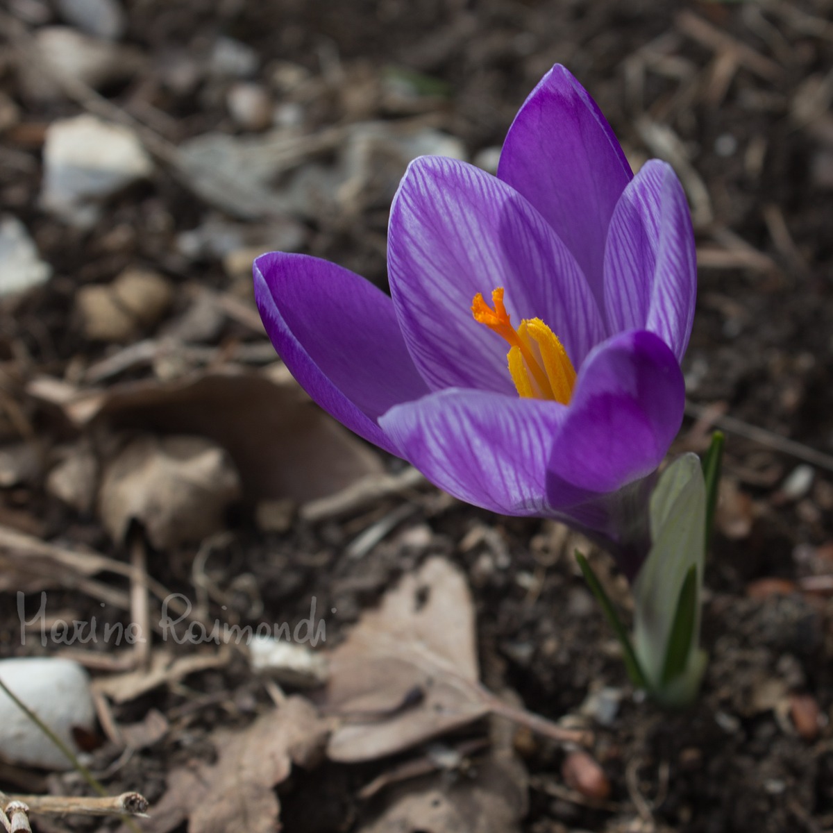 Crocus vernus