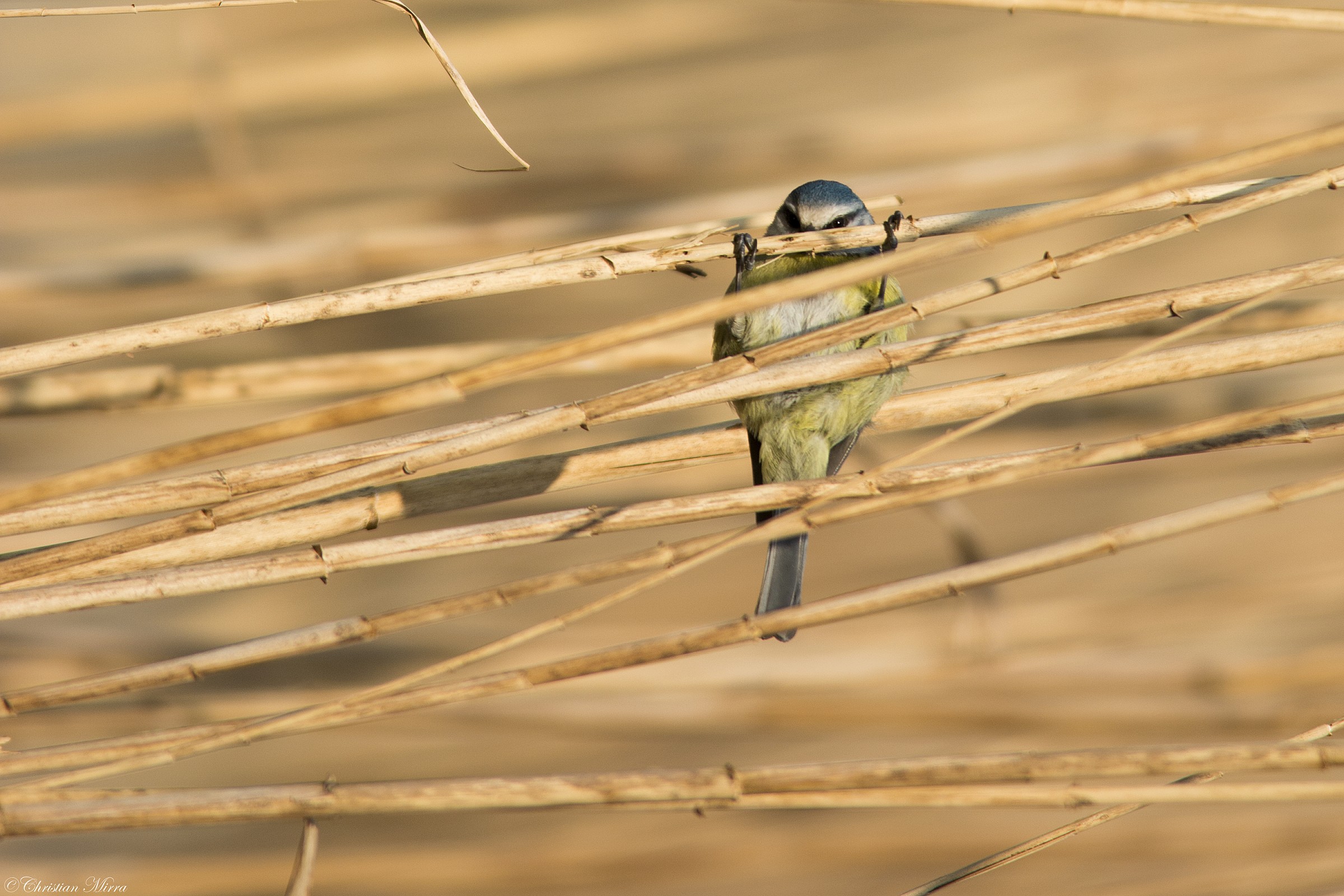 Tit in military training ...
