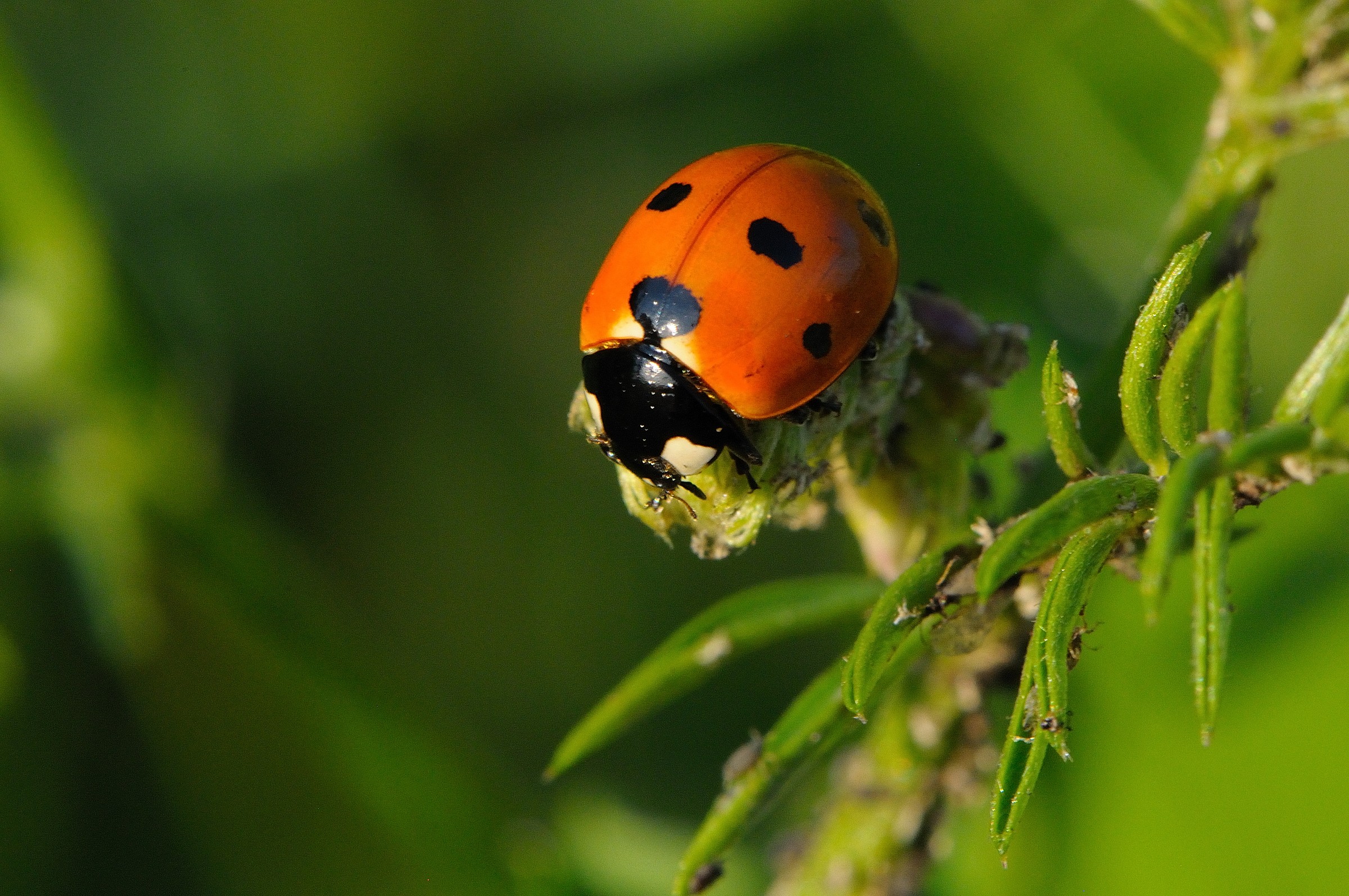 Coccinella