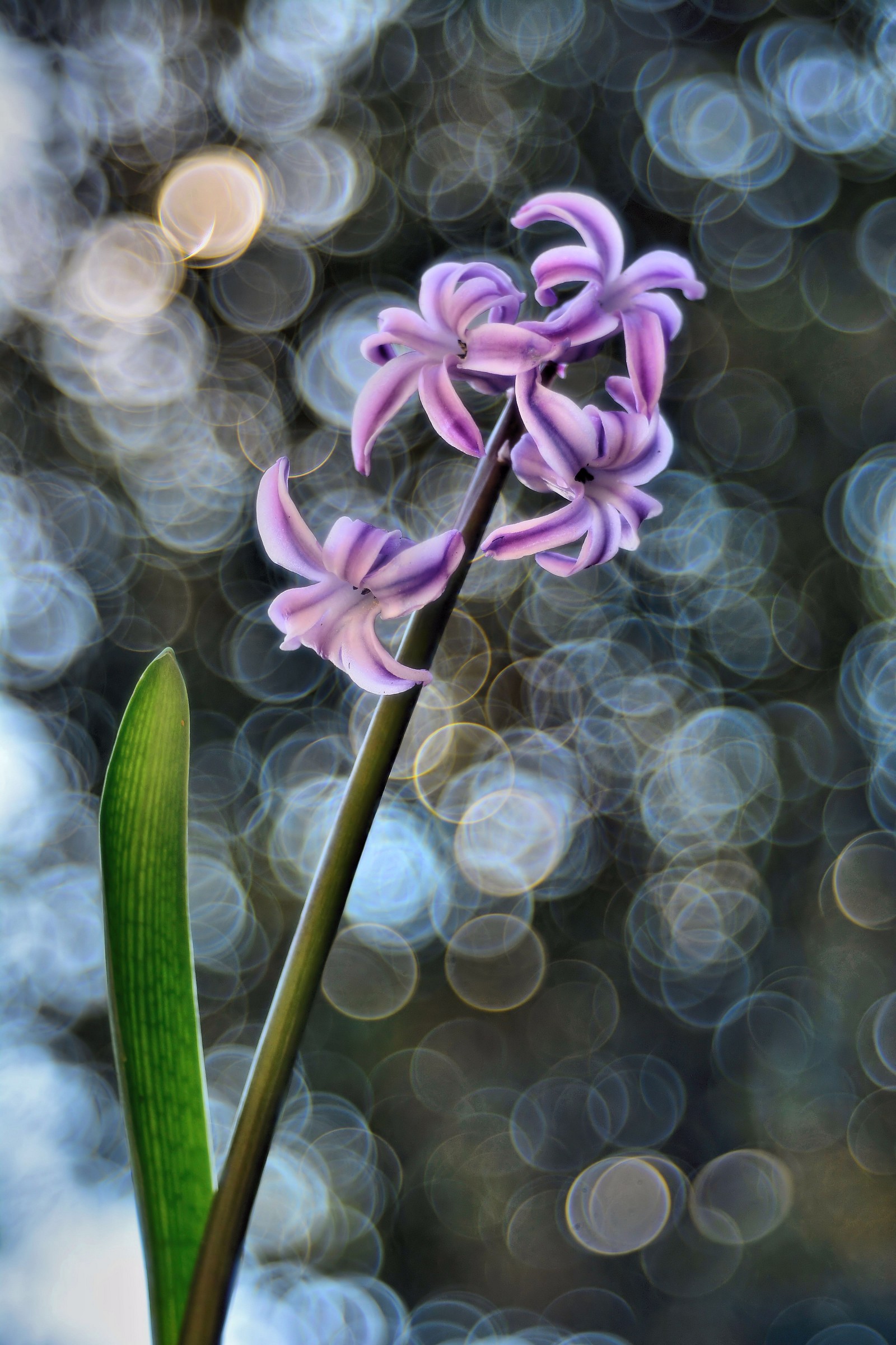 Cose semplici della vita