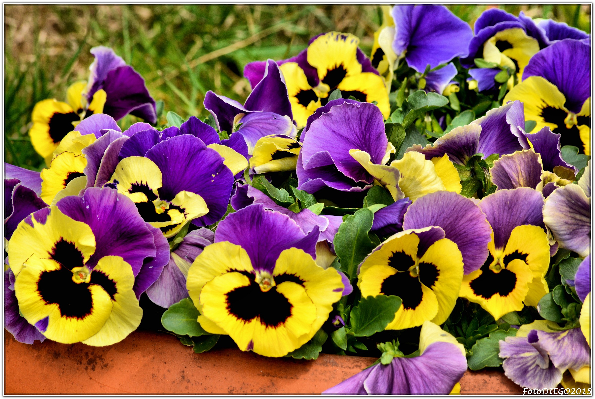 Bentornata primavera