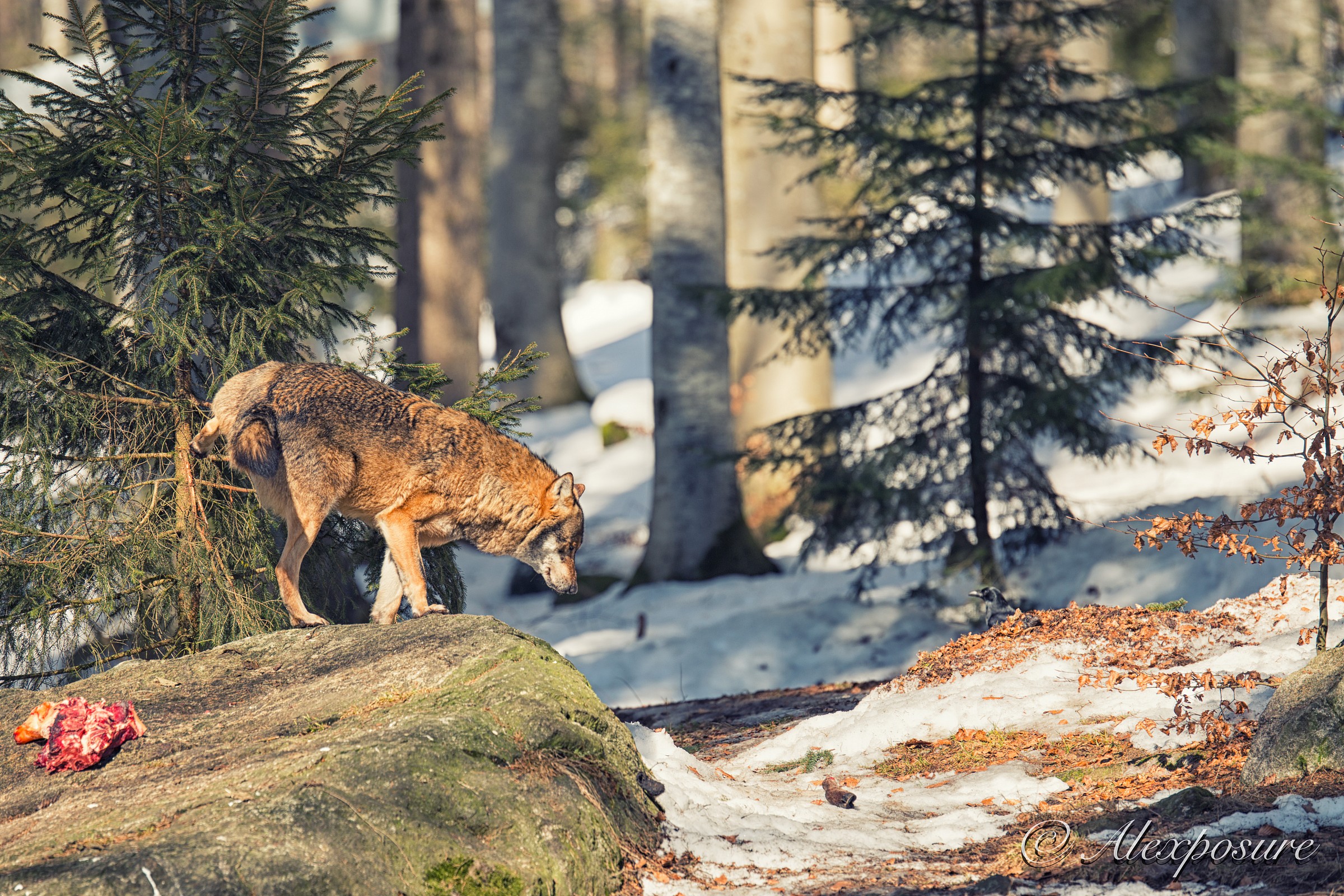 Rimarco la mia territorialità!