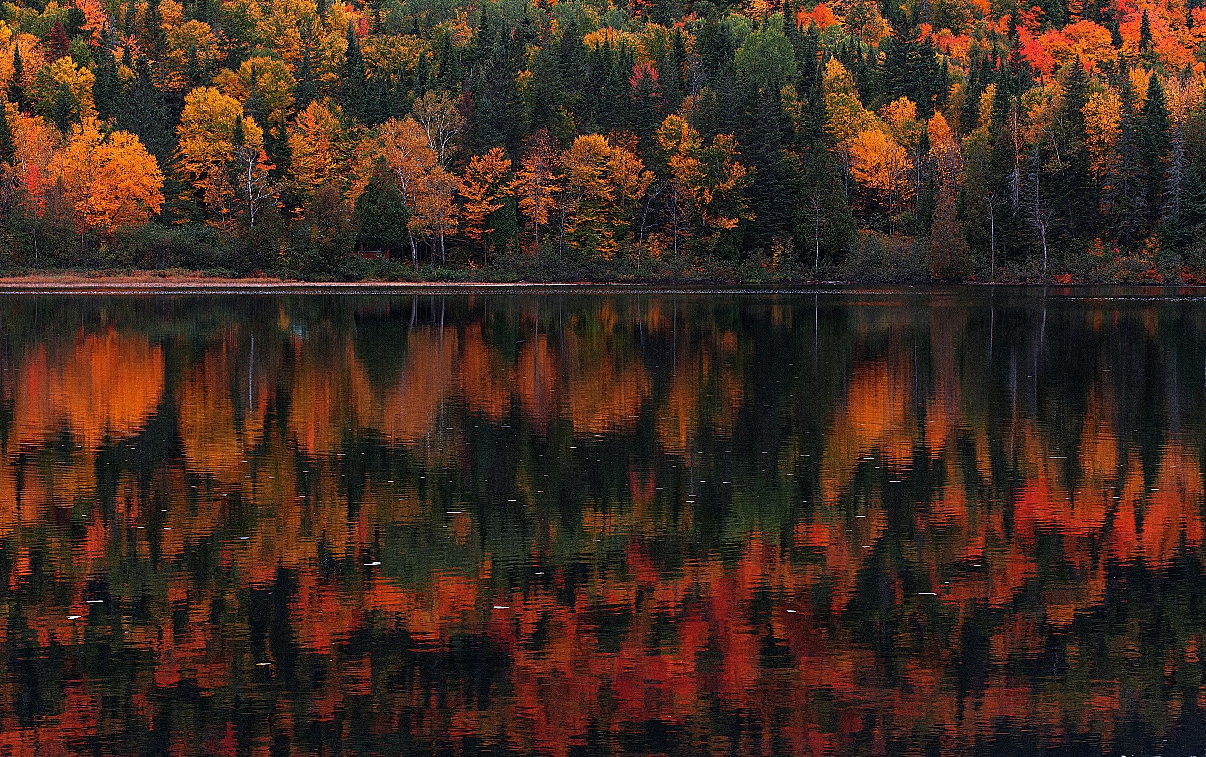 Festa di colori, Canada