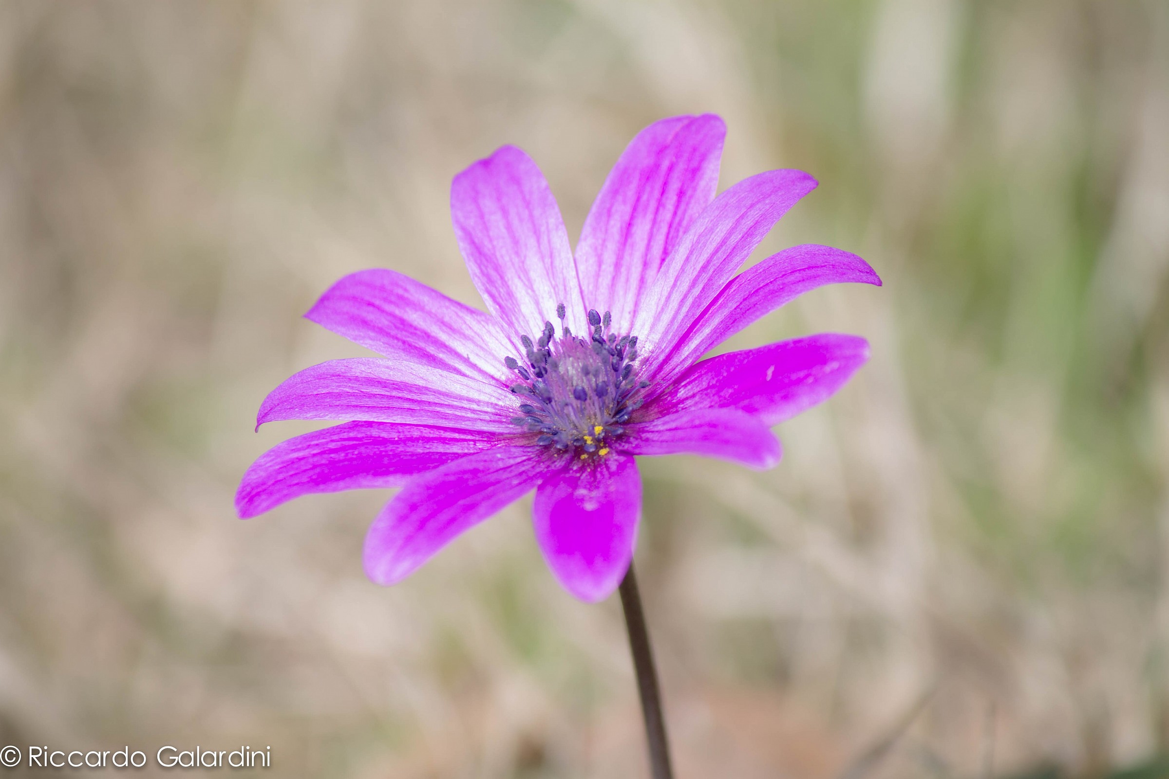 The second flower of spring