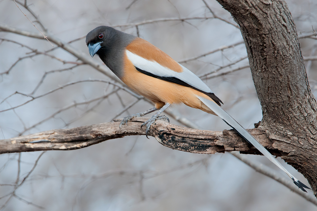 Indian Tree Pie (Gazza vagabonda)